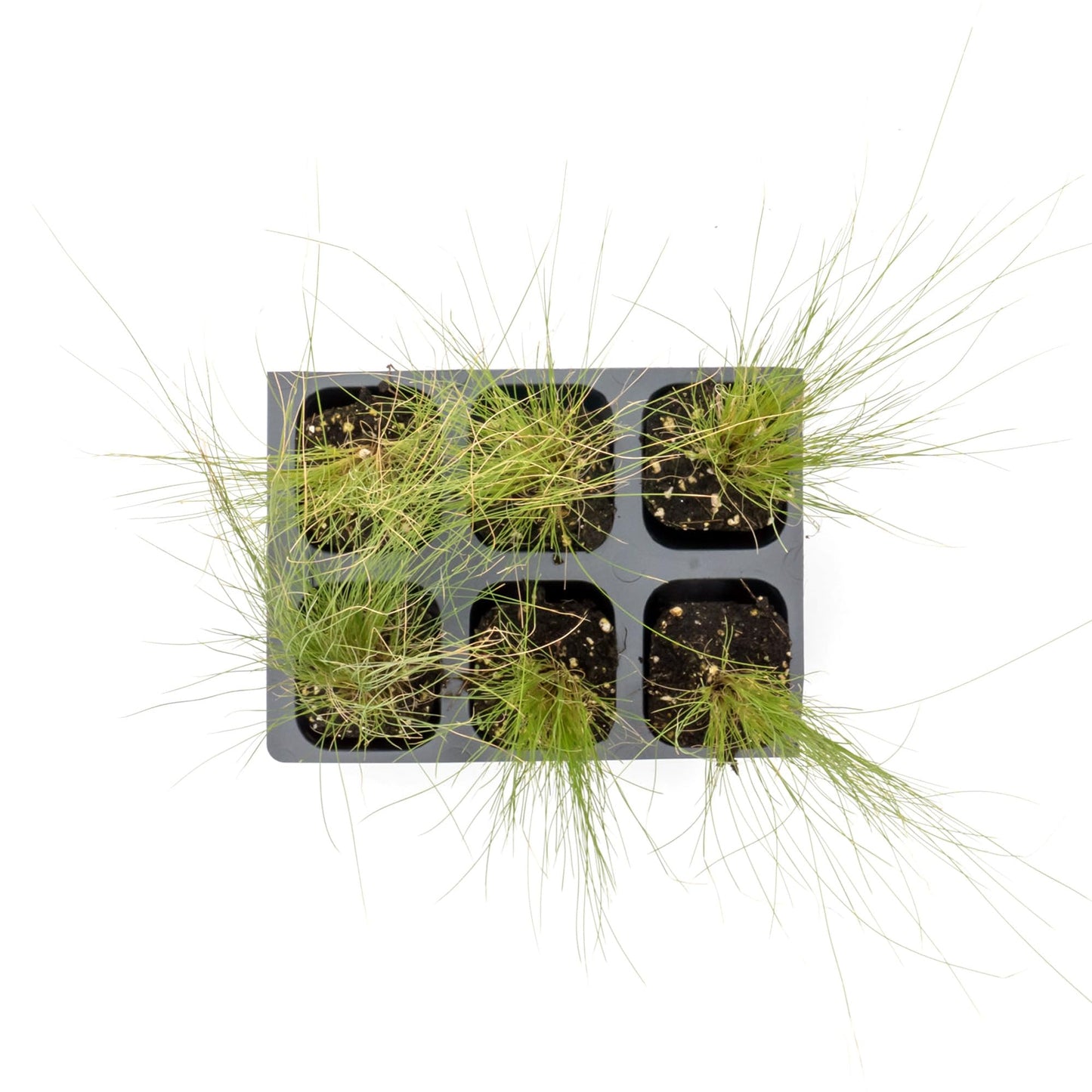 3 Mexican Feather Grass – Fine Textured Ornamental Grass with Silky Plumes for Borders & Mass Plantings (Nassella tenuissima) in 2.5” Cubes, Live Plants