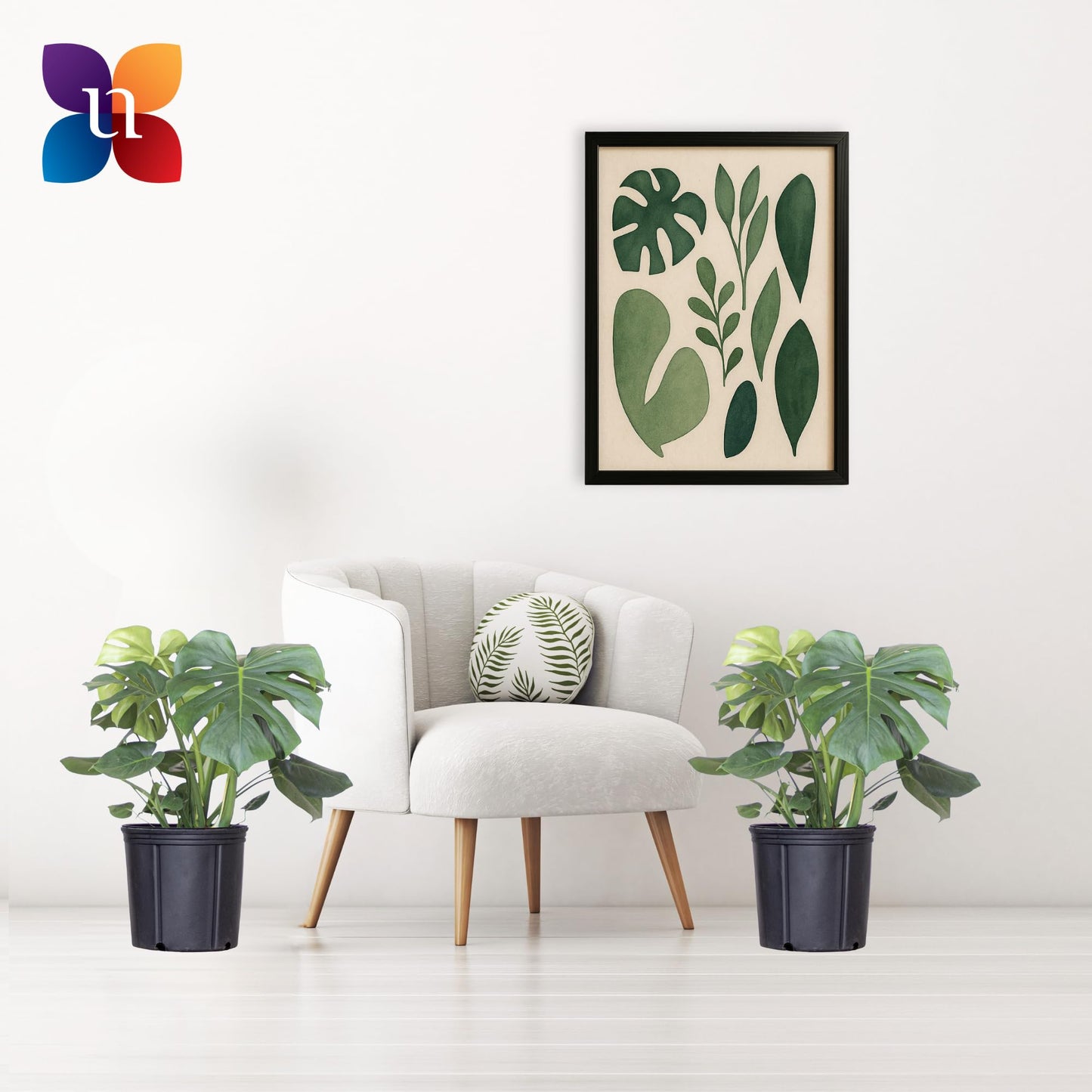 United Nursery Monstera Deliciosa Bundle 2-Pack Large 30-36 inches Tall Live Indoor Swiss Cheese Plants 10 inche Plants Pots, Air Purifying Tropical Floor Plants for Home and Office Decor