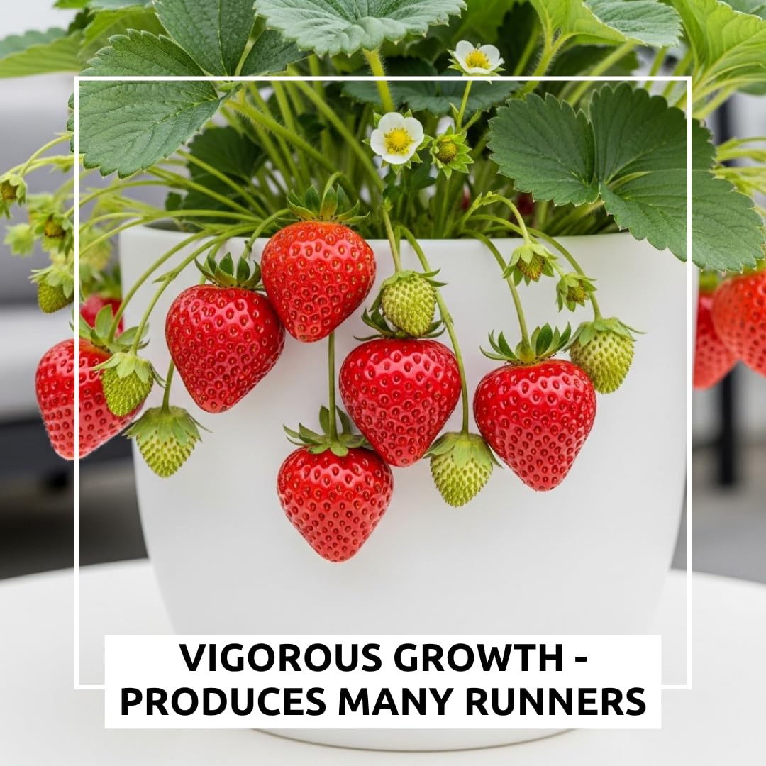Berrylicious Ozark Beauty Strawberry Plants (10 Plants) – Everbearing Variety for Home Gardens – Grow Your Own Fresh, Sweet Strawberries – Perfect for Strawberry Shortcake