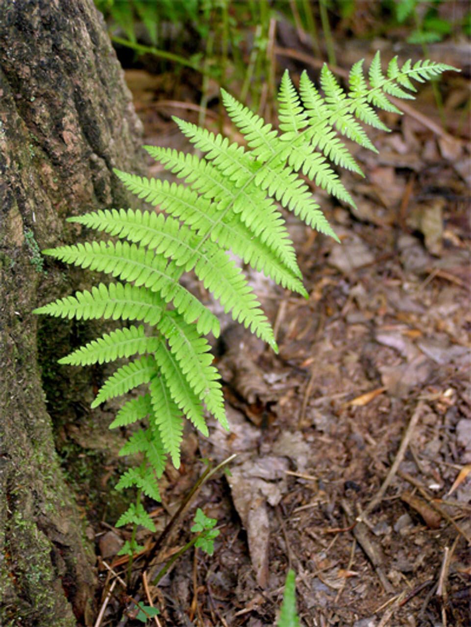 Live Plant - 5 Hay Scented Fern Clumps of 10-15 Rhizomes - Dennstaedtia punctilobula