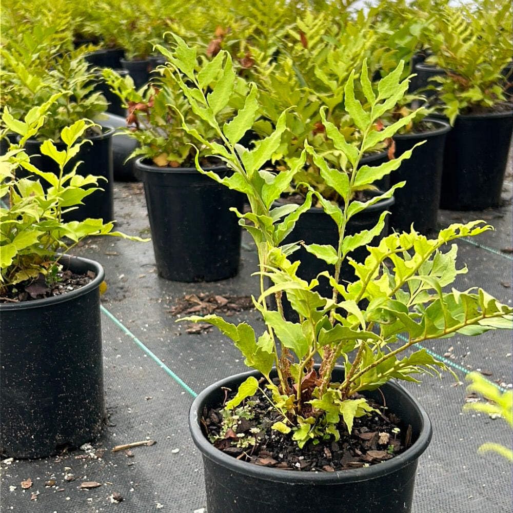 Fern-C. Japanese Holly Fern (1 Gallon)