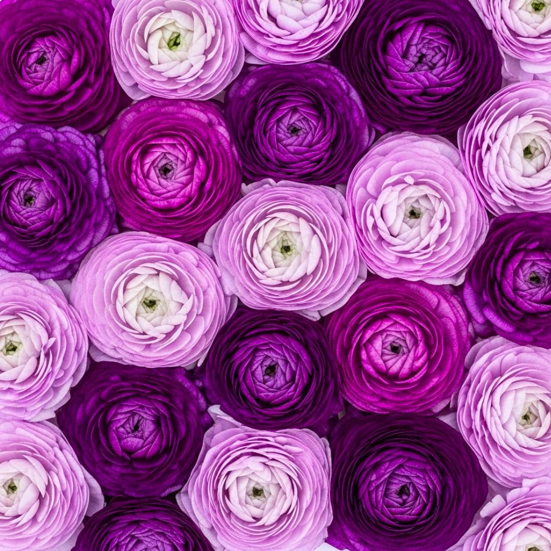 Purple Ranunculus Bulbs for Planting – 20 Large Healthy Corms – Rich Purple, Rose-Like Blooms – Easy to Grow, Long-Lasting Flowers for Gardens, Containers & Cut Arrangements