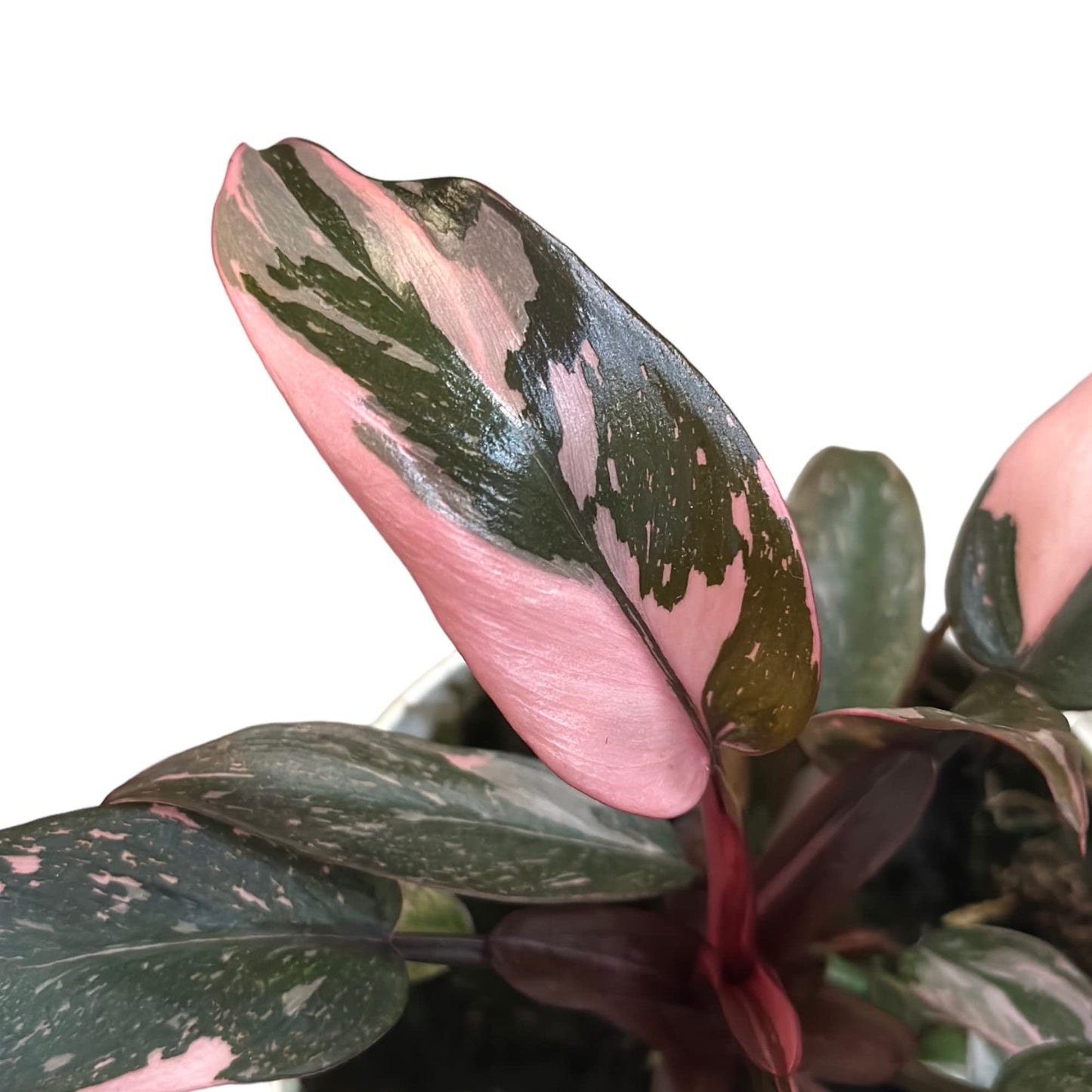Hopewind Plnats Shop - Philodendron Live Plant, Air Purifying, Easy Care, Easy to Grow, Rare Variety, Live Indoor Plant, 4 inch Pot (Philodendron Pink Princess)