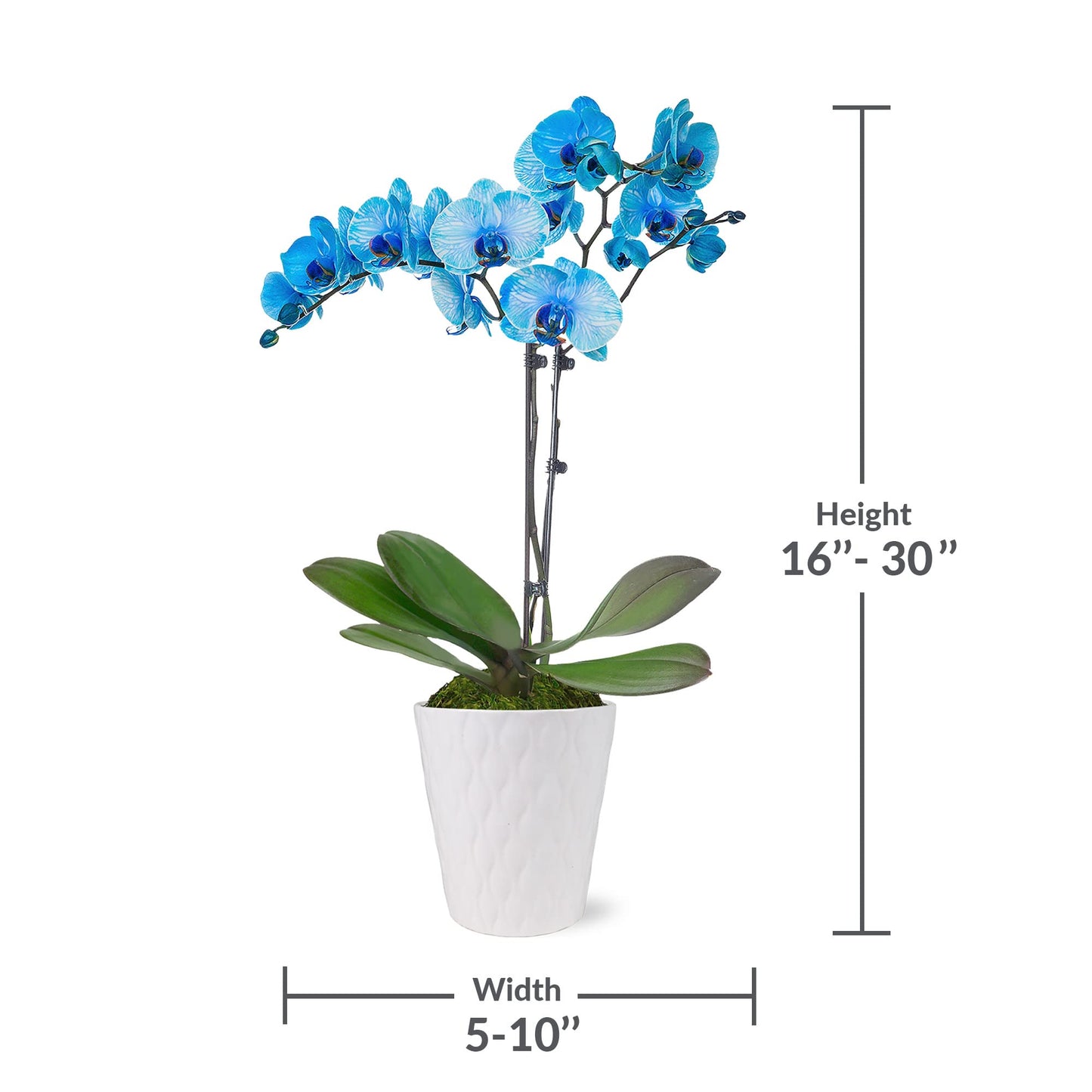 Green Circle Growers Blue Watercolor Orchid in a 5" White Pot, Live Indoor Plants, House Plant