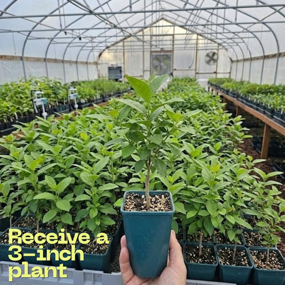 2 Chokeberry Live Plant, 3-4 Inch Tall Starter, Antioxidant Rich Aronia Berry Shrub for Edible Landscapes