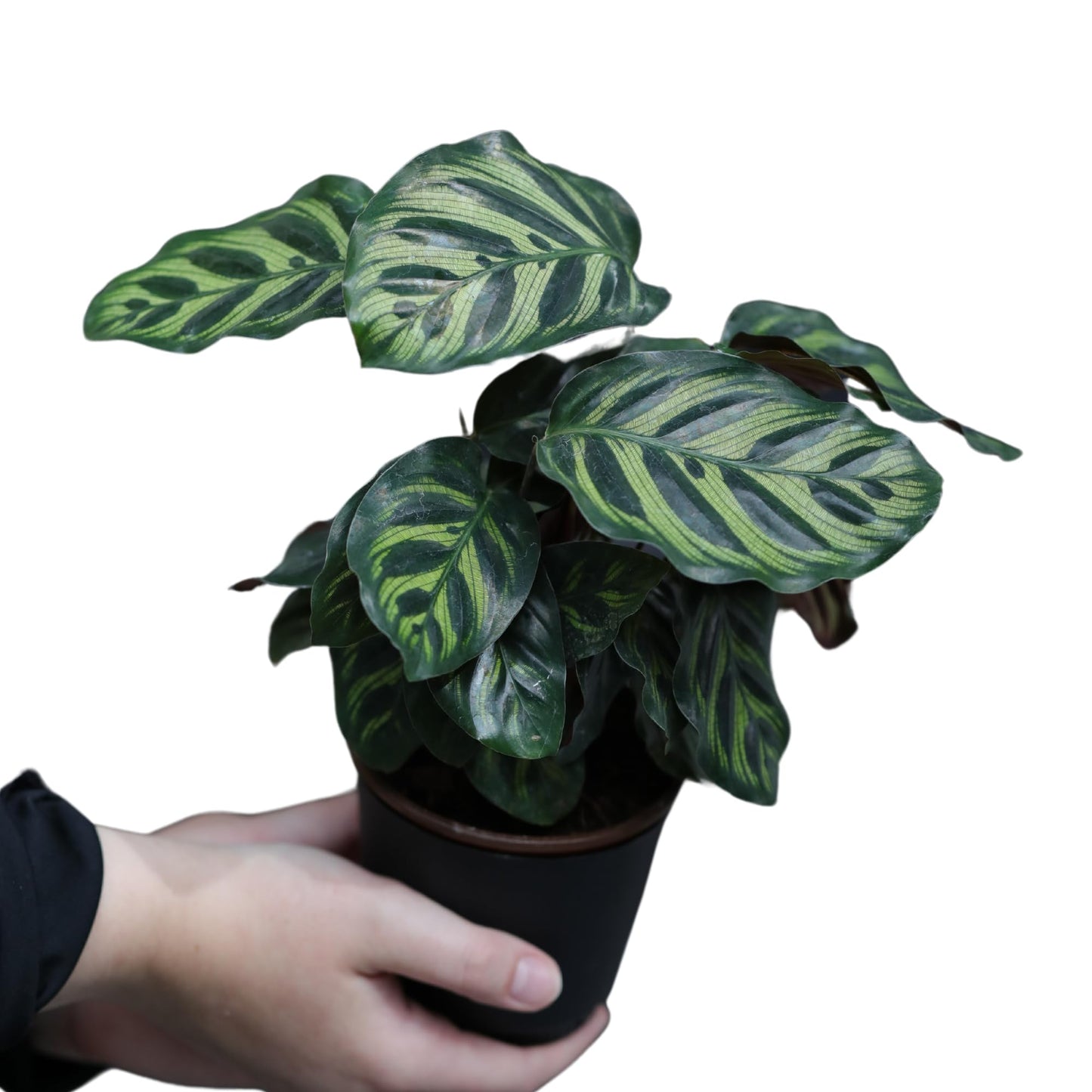 PLANTVERS Calathea Makoyana in 4inch Nursery Pot | Peacock Calathea | Air Purifier Plant | Live Topical Houseplant | Indoor Gift Plant | Low Light Plants for Home Decor
