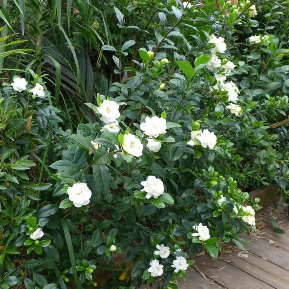 Set 2 of Jasmine Plants Live, Frost Proof Gardenia Plants Live, 5 Inches and 7 Inches Tall