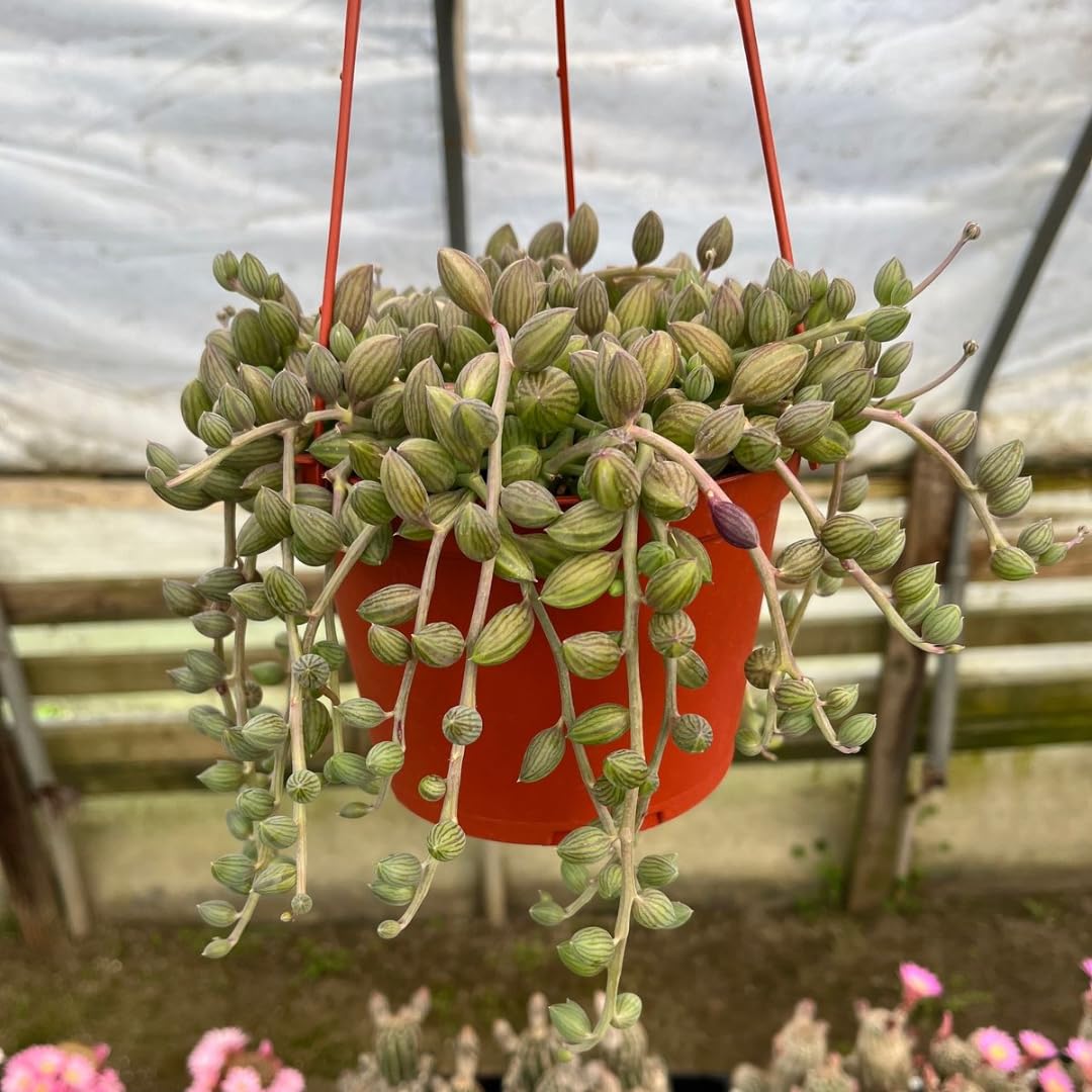 String of Watermelon Live Plants, Easy Indoor Trailing Succulent in 2.5" Pot, Hanging Succulent Houseplant Indoor Outdoor Planting