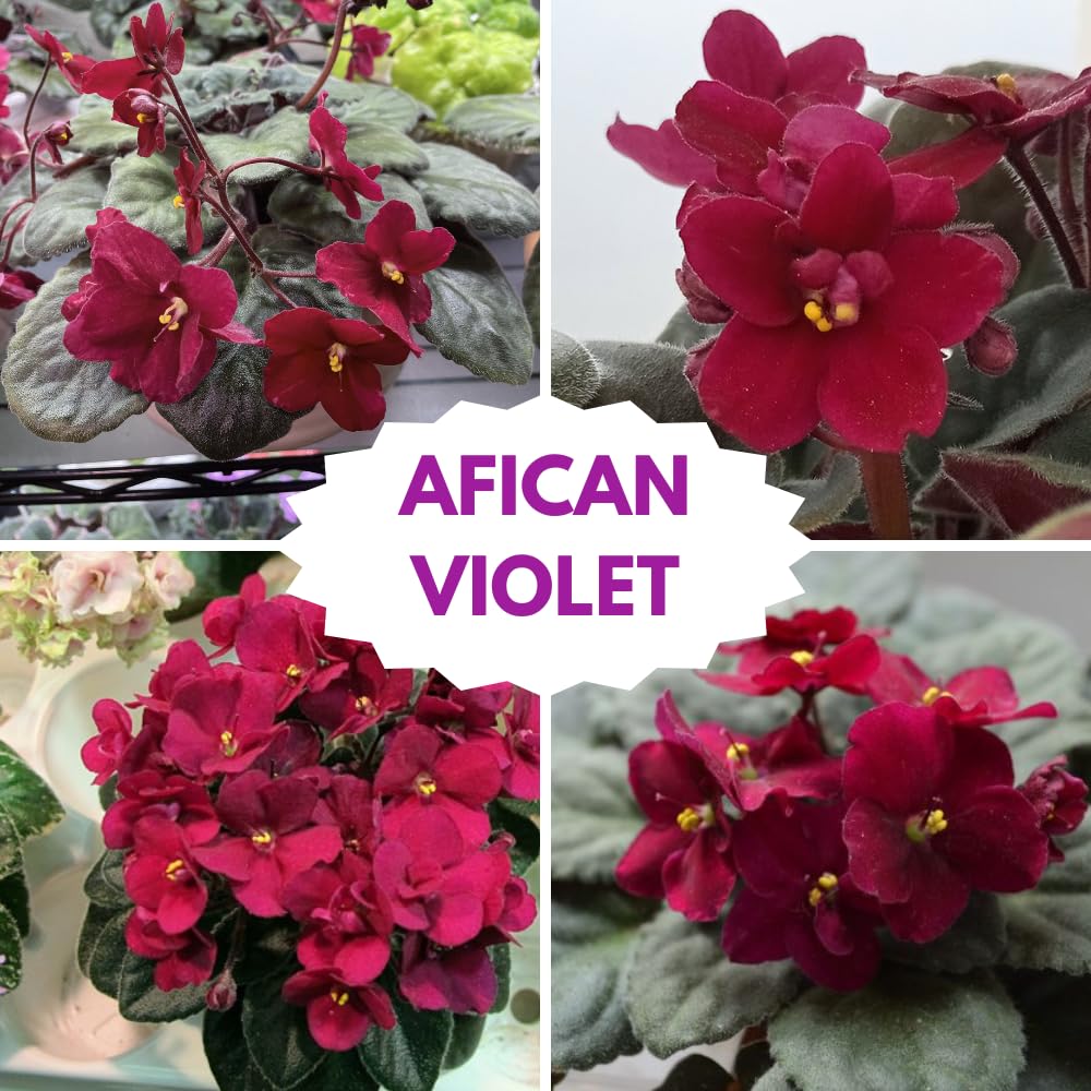African Violet Live Plant Houseplant in 4" Pot, Blooming Indoor Plant for Home or Office with Vibrant Flowers (Red African Violet)