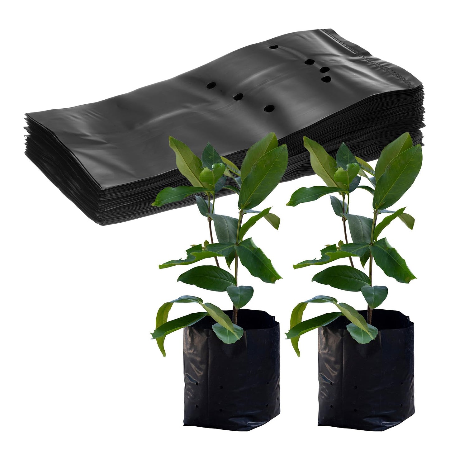 M METERXITY 50-Pack Nursery Growing Bags, 9.4" x 10.6" Thicken Plastic Nursery Bags, Gardening Seed Plant Bags for Potato/Flower/Tomato/Plant Starts/Home Gardening Supplies [Black]