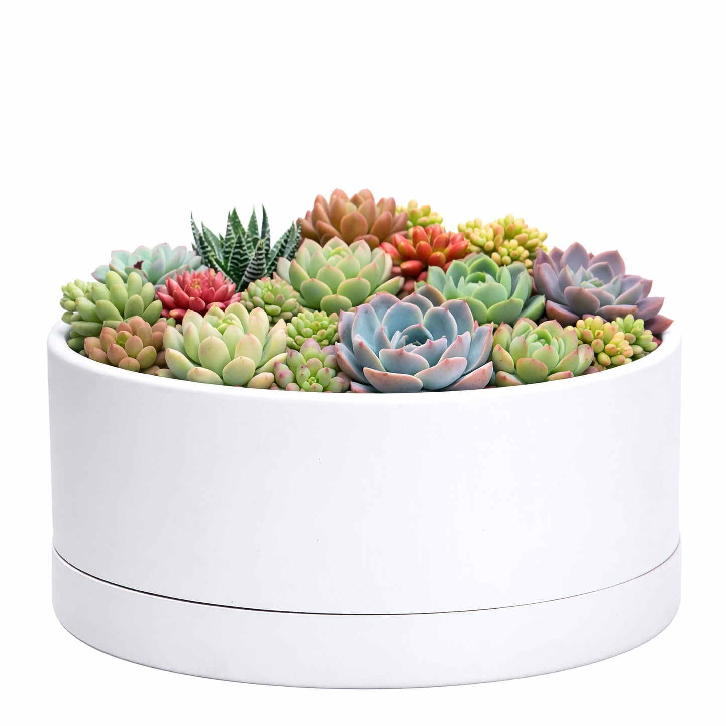 D'vine Dev 10 Inch Plastic Shallow Planter, Large Round Succulent Plant Pot with Drainage Hole and Sauce, Decorative Bonsai Pot for Indoor Plants, White, 76-Z-A-2