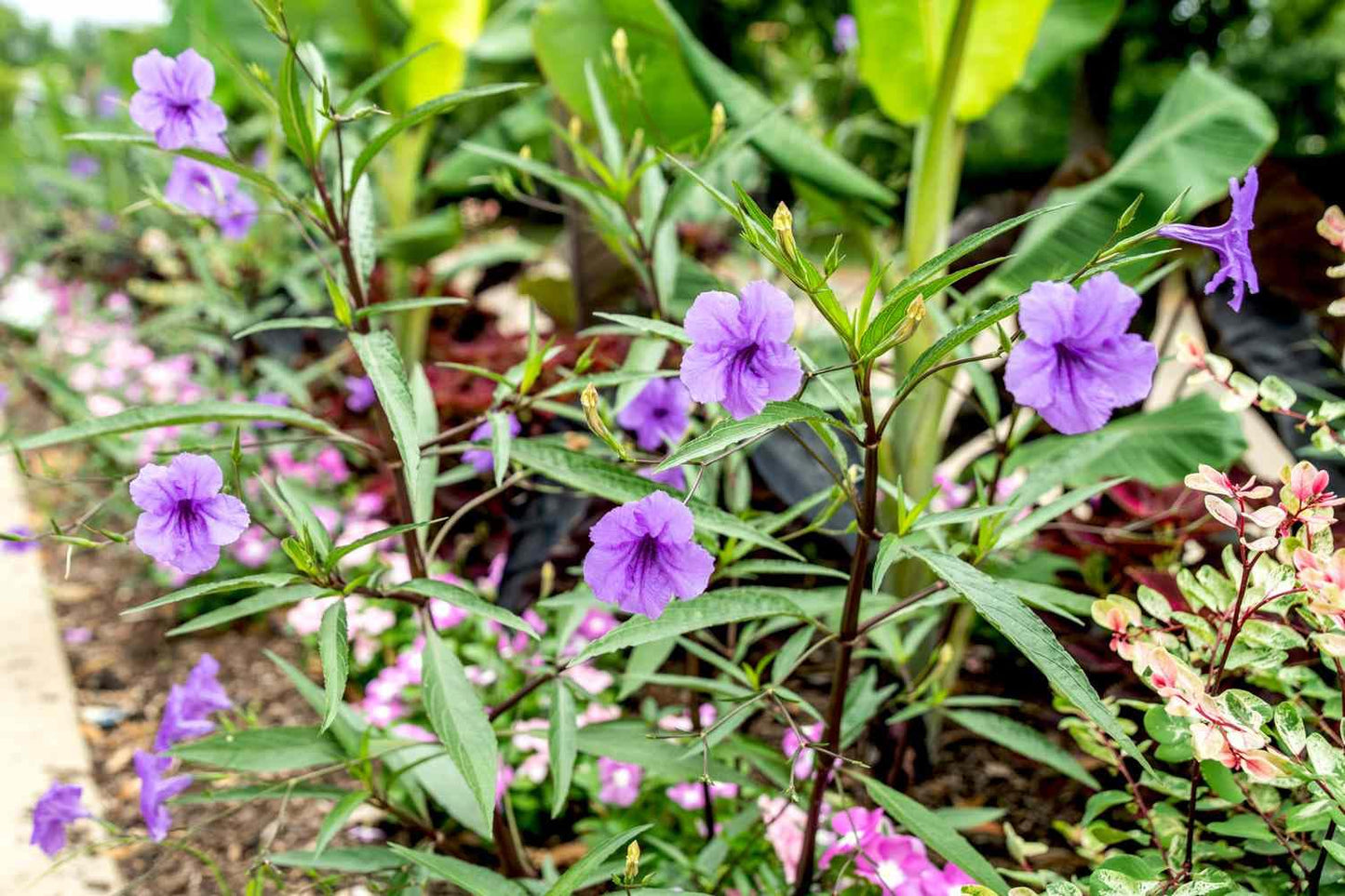 Purple Showers Ruellia Live Plants | Pack of 2 (Two) | 5-9" Tall | Tall Mexican Petunia | Heat Tolerant Perennial for Rain Gardens & Privacy Borders | Deep Violet Sterile Blooms (Zone 8-11)