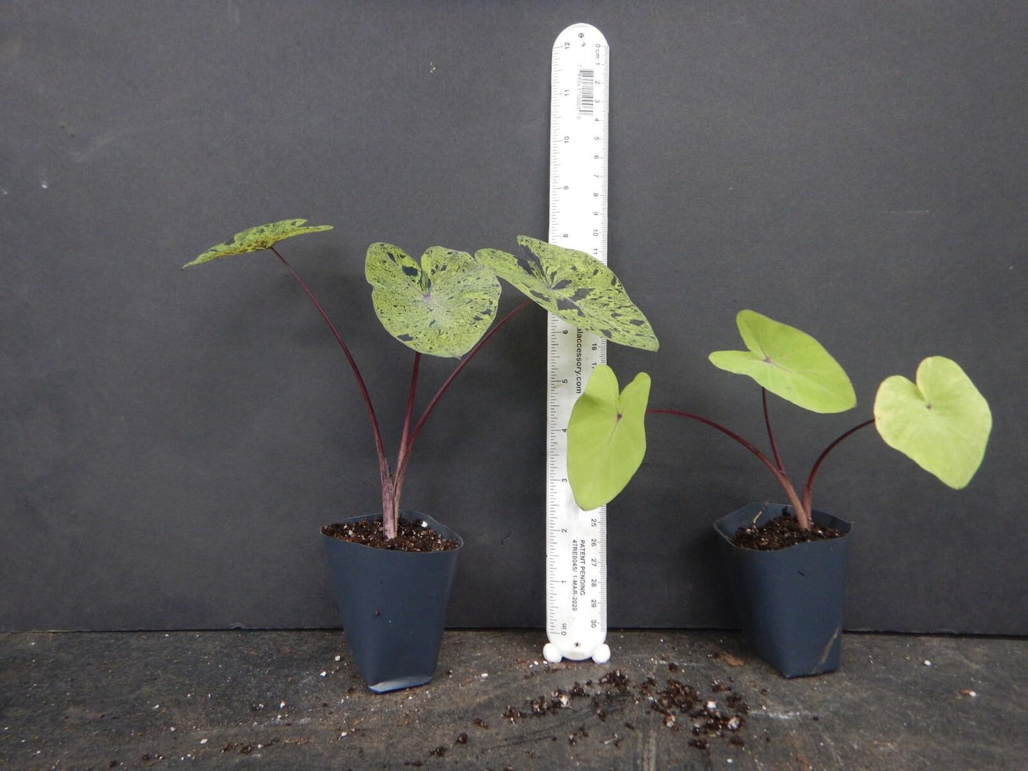Live Plant - Mojito Elephant Ear Colocasia Esculenta Starter Plant