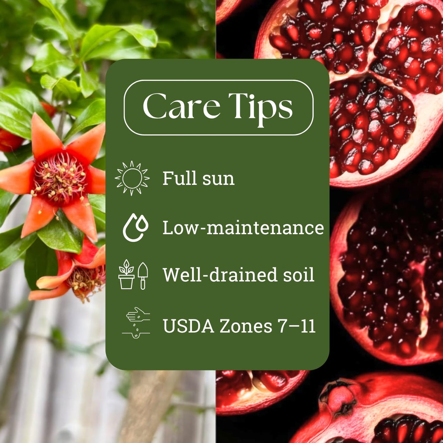 Pomegranate Tree Live Plant 6-10'' Tall, Hardy Red Pomegranate Bush in Gallon Pot, Full Roots and Ready to Plant