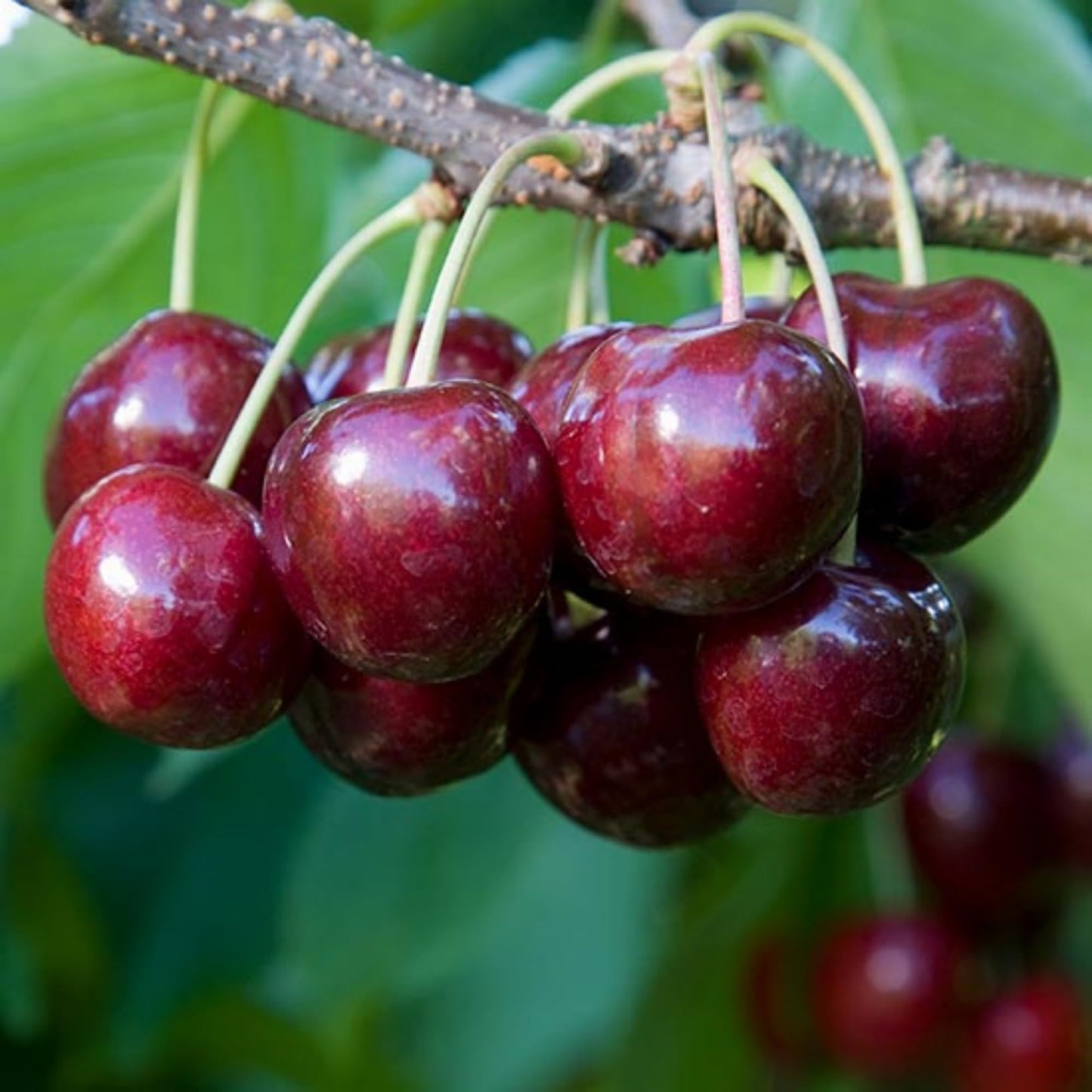 30+ Cherry Tree Seeds for Planting, Heirloom & Non-GMO Sweet Juicy Fruits Outdoor Garden Planting Great Gardening Gift