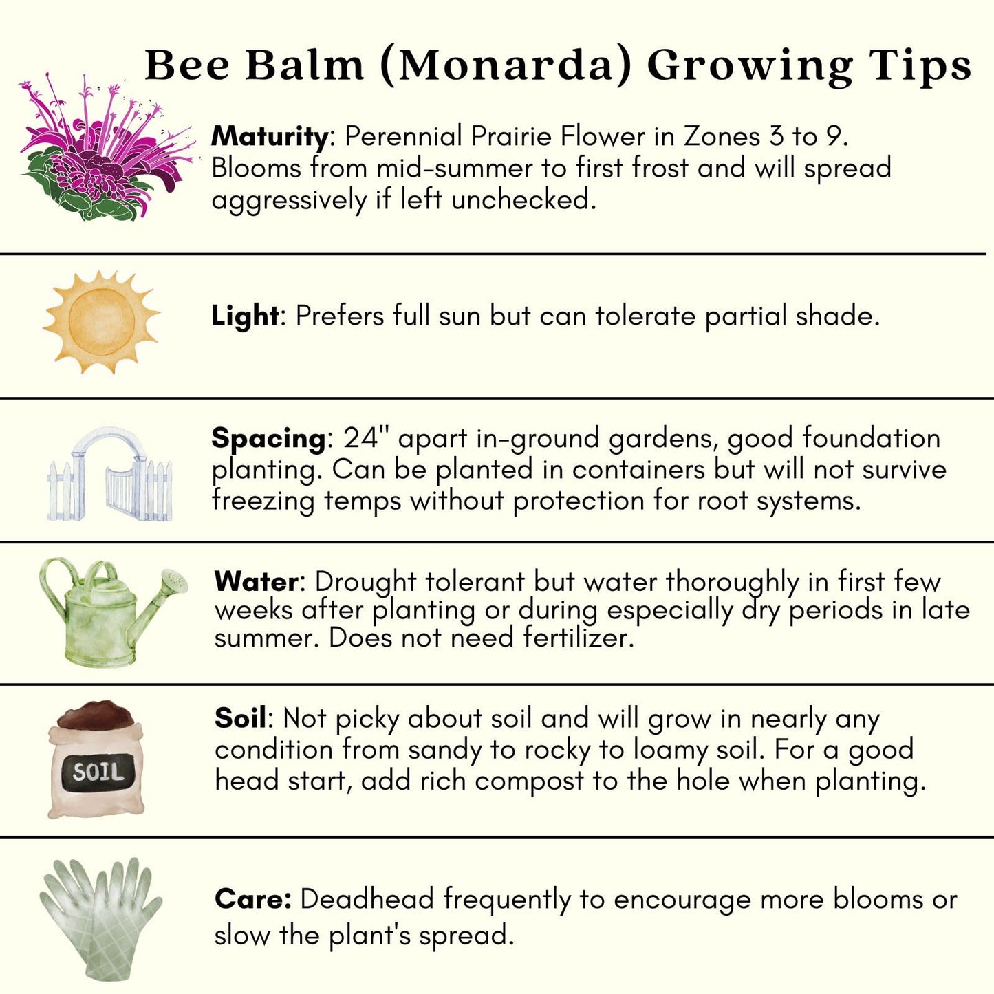 Clovers Garden Bee Balm Balmy Purple (Monarda) Plants – Two (2) Live Plants – Non-GMO - Not Seeds - Each 4" to 8" Tall – in 4" Inch Pots – Hardy Flowering Perennial, Pollinator Favorite