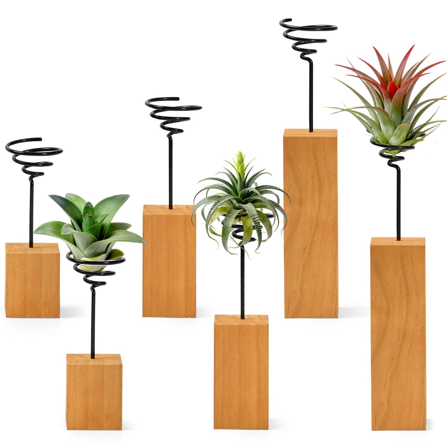 ARQRHTLY 3 Pack Air Plant Holder with Wooden Base, Metal Spiral Tillandsia Stands for Desktop Shelf Display, Decorative 3 Sizes Air Plant Holder for Home Office and Housewarming Gift