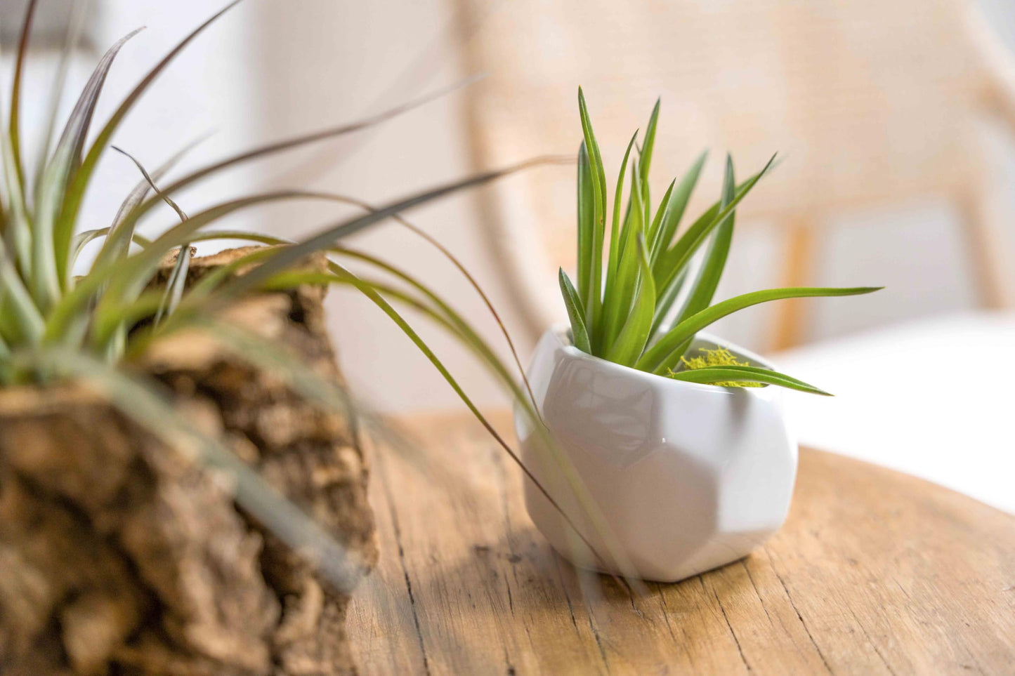 Air Plant Shop White Geometric Holder Sets of 3 with Mixed Air Plants- Wholesale and Bulk - Succulents - Live Tillandsia - Easy Care Indoor and Outdoor House Plants