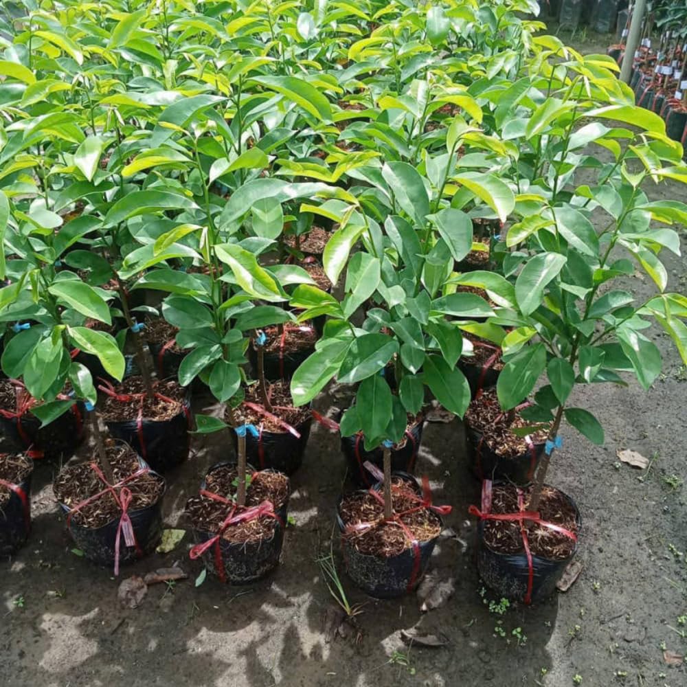 Ready to Bear Fruit Soursop Tree Live Plant in 1 Gallon Pot, 2-3 Years Old, 2-3 Feet Sweet Annona Muricata Guanabana for Outdoor Planting, No CA, Soursop Trees Grafted Tropical Fruit