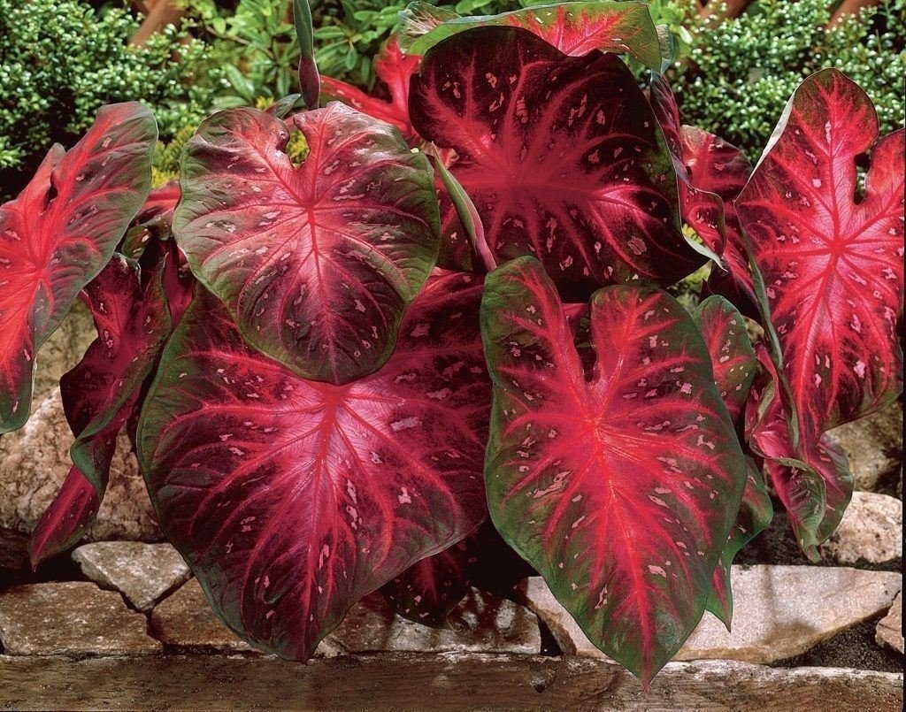 Caladium-Red-Flash-6-Bulbs-Thrives-in-Heat-and-Humidity-Elephant-Ears