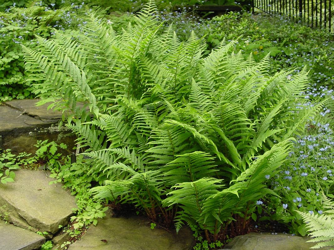 10 Lady Fern Bare Roots, 3 to 5 Inc Tall, Live Fern Plants Outdoors Ground Cover Plant Indoors