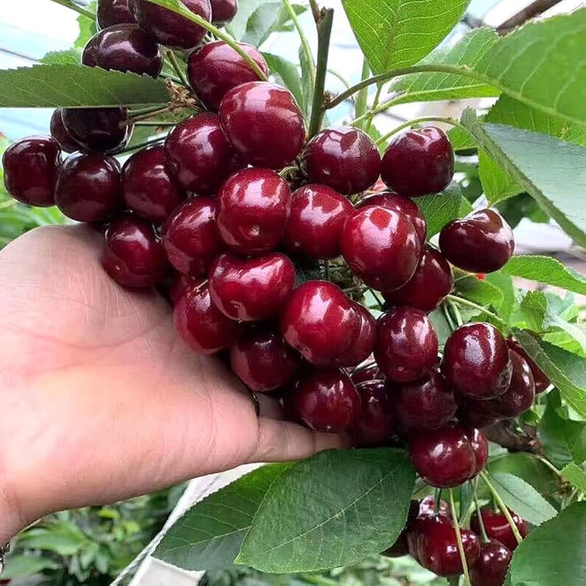 40 Pcs Black Cherry Tree Seeds, Fruit Tree Seeds for Planting, Prunus Serotina Dwarf Cherry Tree with Edible Black Cherries Non-GMO Fruit Seeds for Planting