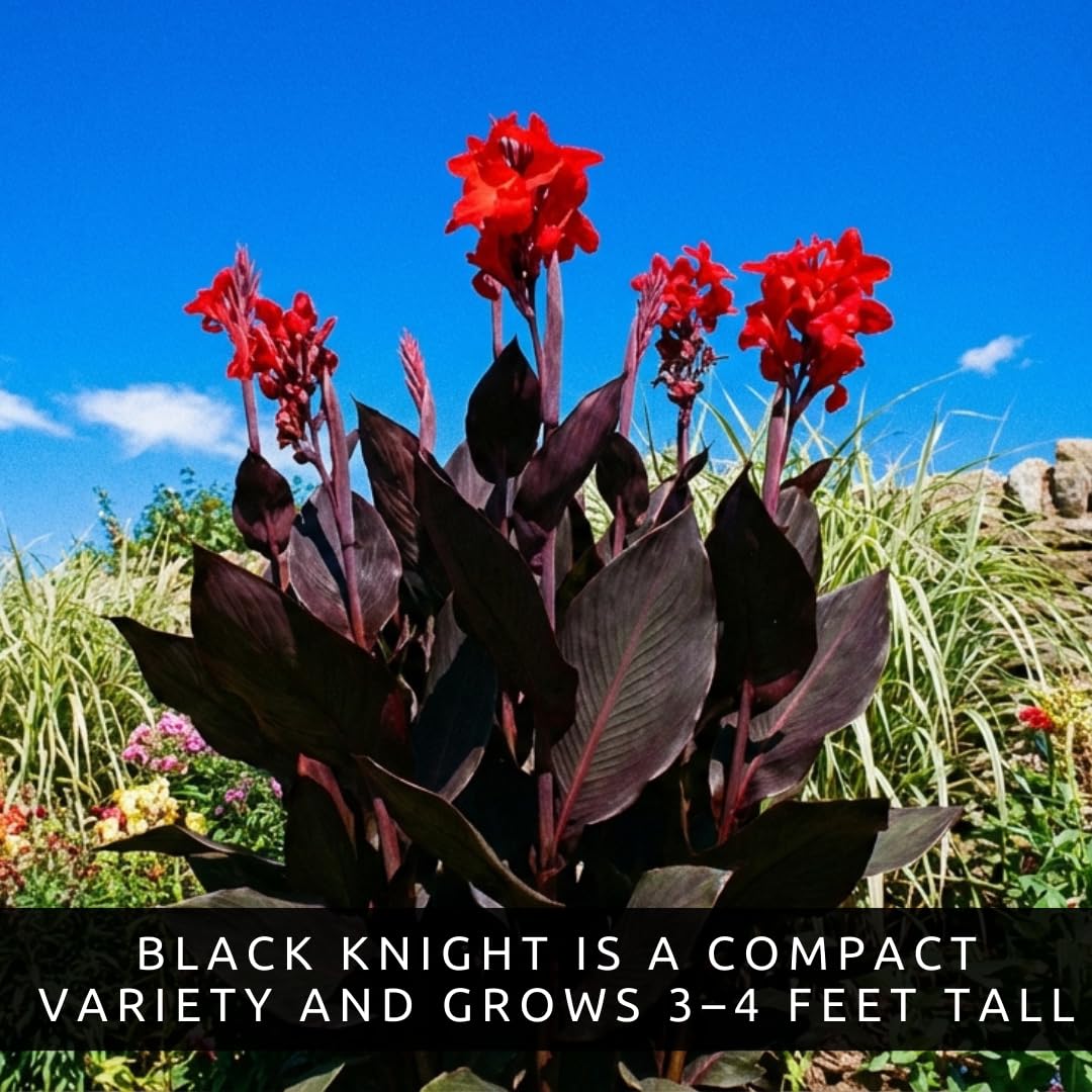 Black Knight Canna Lily Bulbs for Planting - Tropical Goth Canna (3 Bulbs)