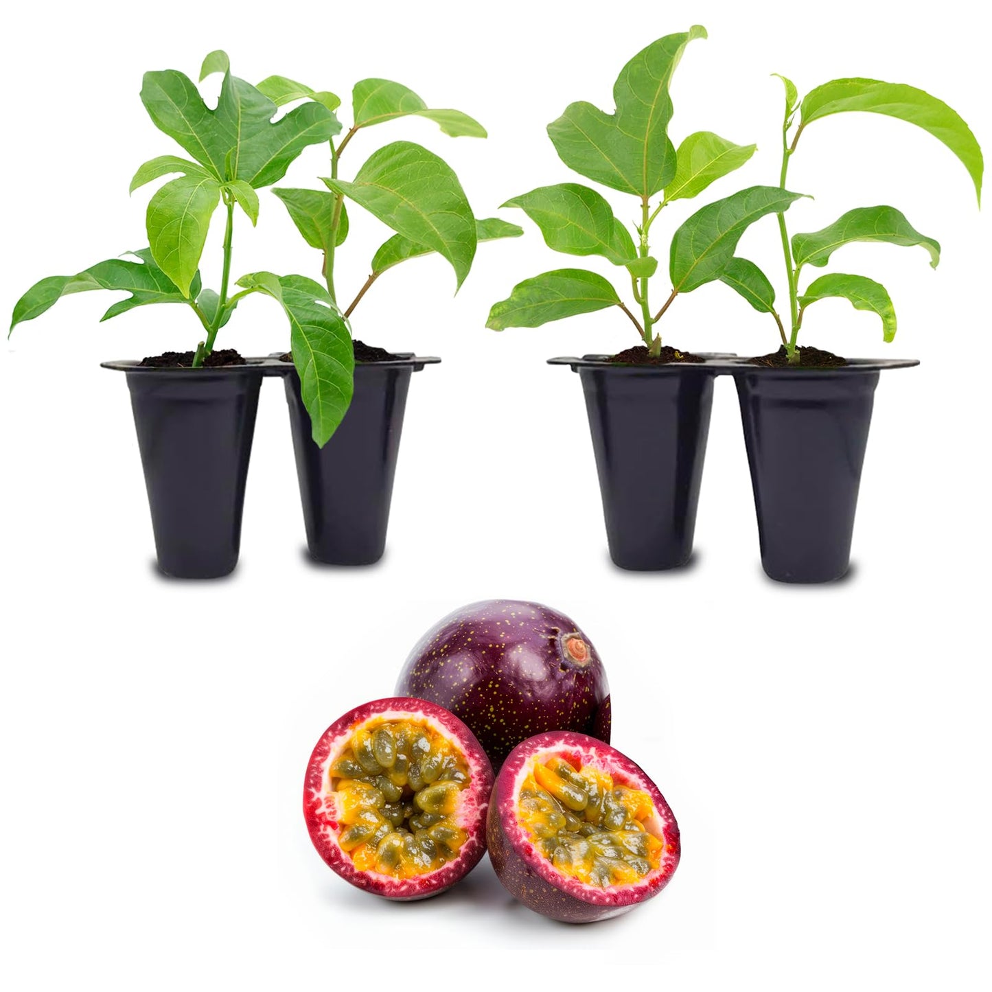 'Possum Purple' Passion Fruit Plants (4 Pack) – Live Starter Vines for Planting, Ideal for Trellises and Arbors, Producing Delicious Aromatic Fruits
