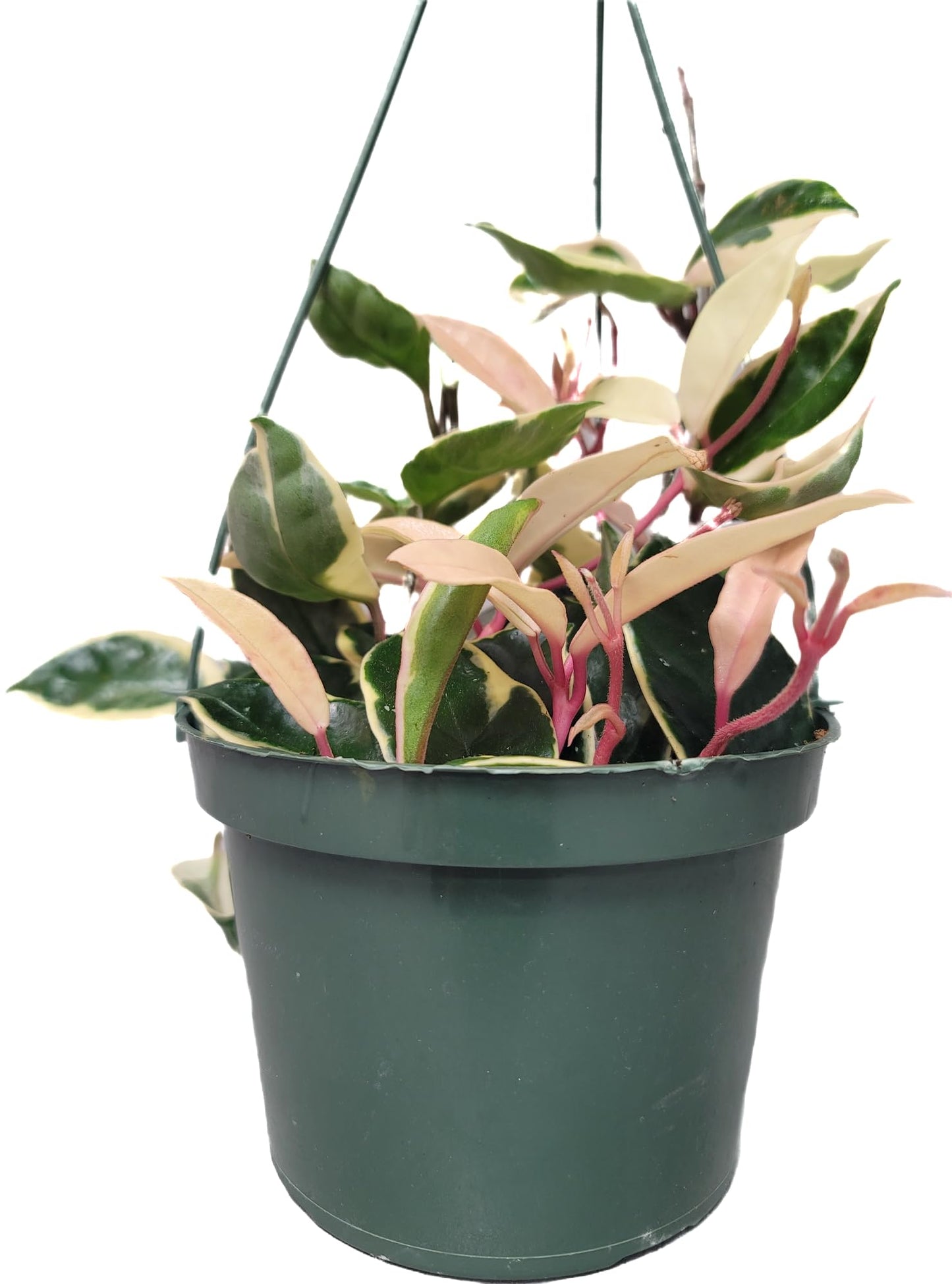 6" Hoya Krimson Queen Available in Hanging Pot, Live Arrival Guaranteed! Live Hoya Plants Live Houseplants - CA Seller - Air Purifying Plant