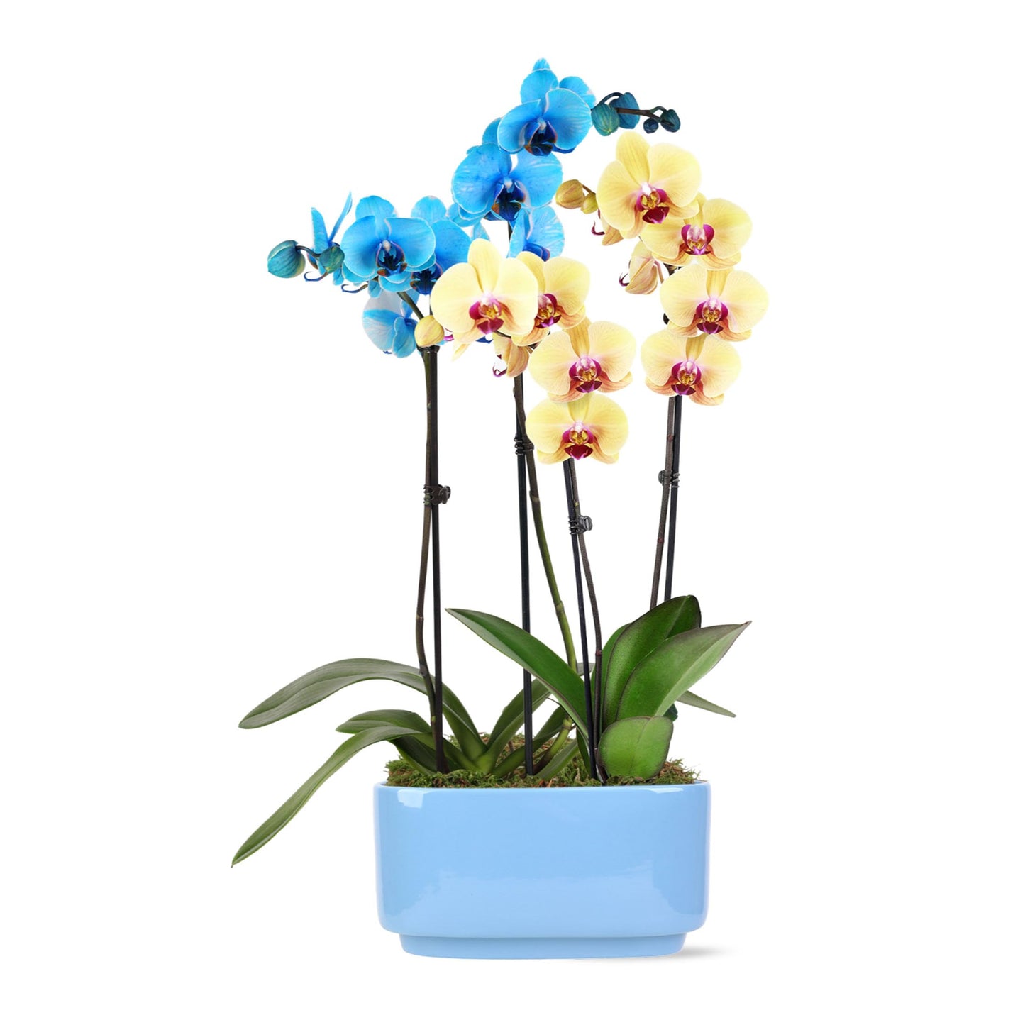 Green Circle Growers 10" Blue and Yellow Orchid in Blue Ceramic Pot, Live Indoor Plants, House Plant