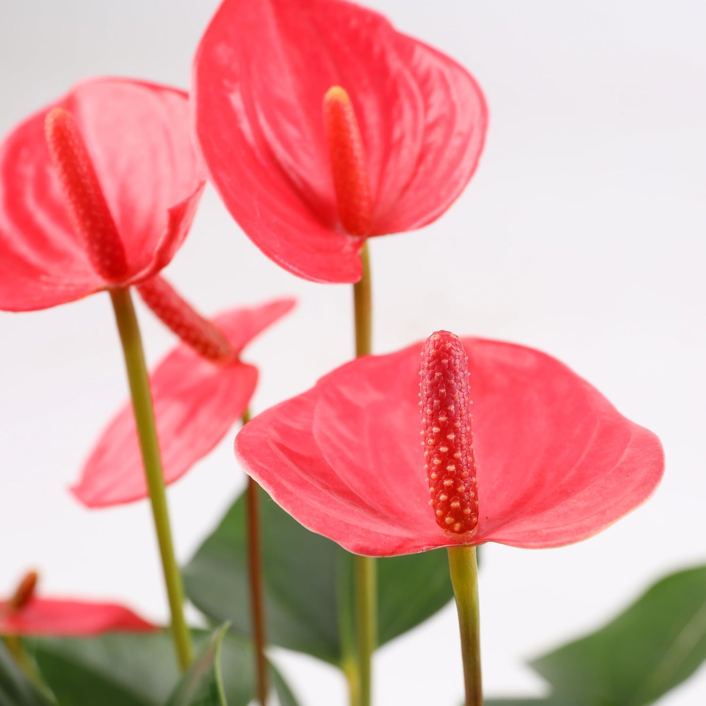Green Circle Growers 5" Pink Anthurium in Seagrass Pot with Mom Pick, Live Indoor Plants, House Plant