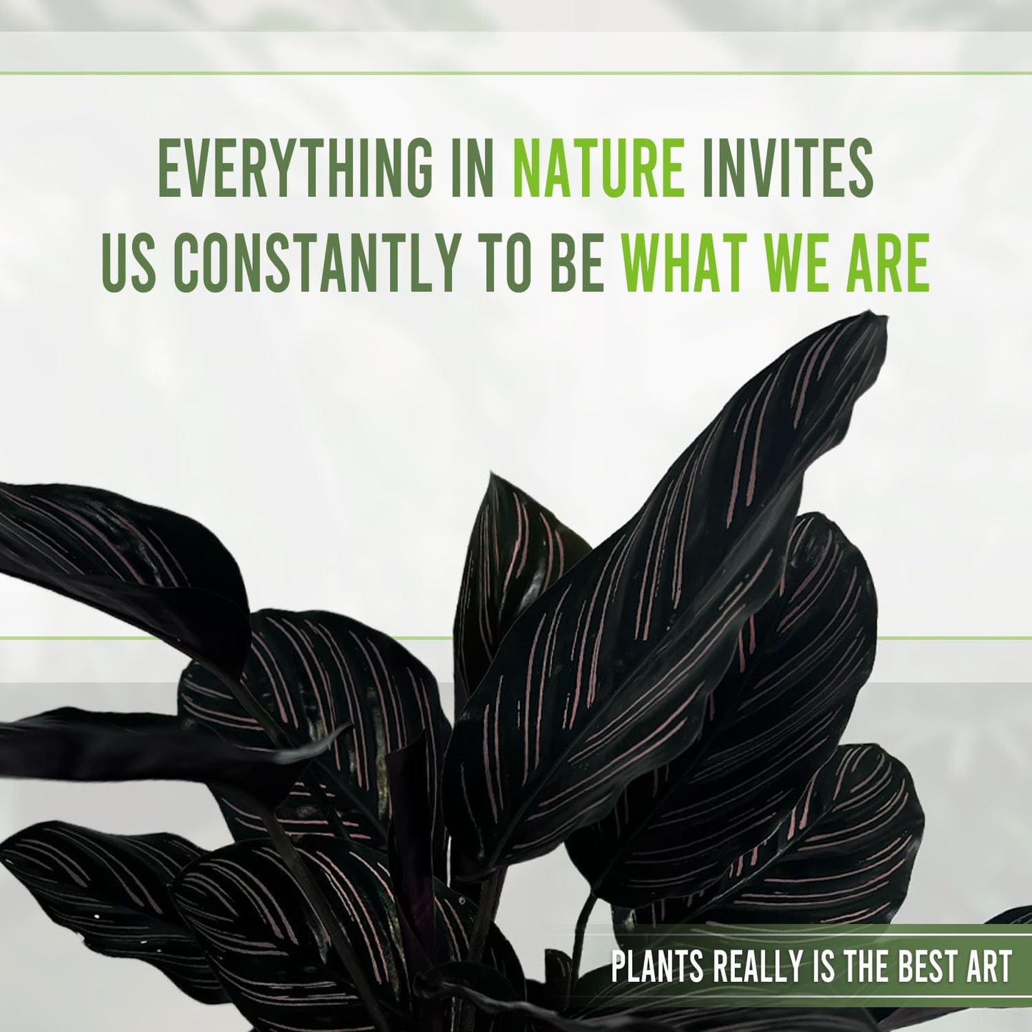 LEAL PLANTS ECUADOR Calathea Ornata Sanderiana (Pack of 2)| Elegant Pinstripe Prayer Plant for Indoor Natural Décor | Pink Striped Foliage | Lush Pet-Friendly Indoor Plants Home, Office & Gift