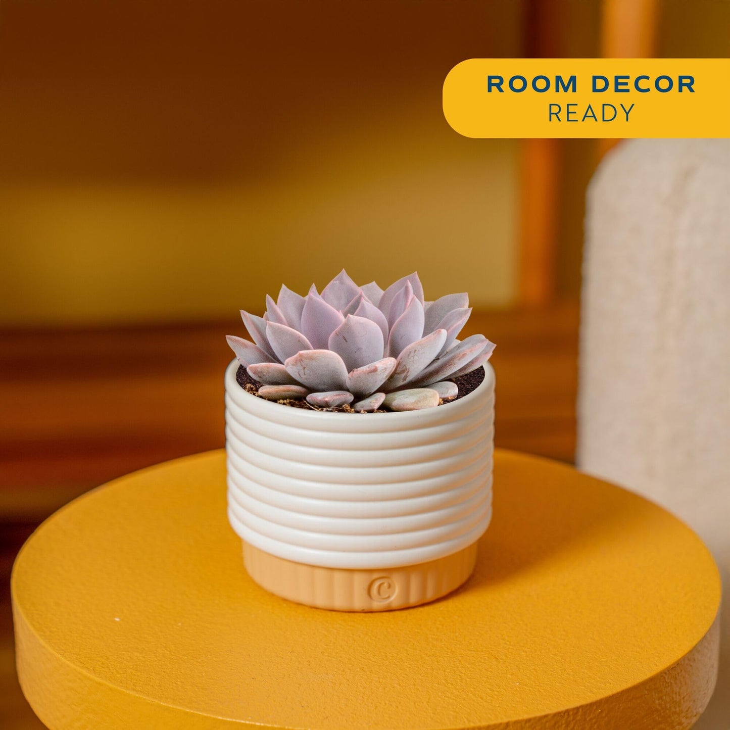 Costa Farms Succulent, Live Indoor Plant Grower's Choice, Easy to Grow Houseplant in Indoor Succulent Planter, Birthday, Garden Gift, Desert Room Decor for Home or Office, 6-Inches Tall