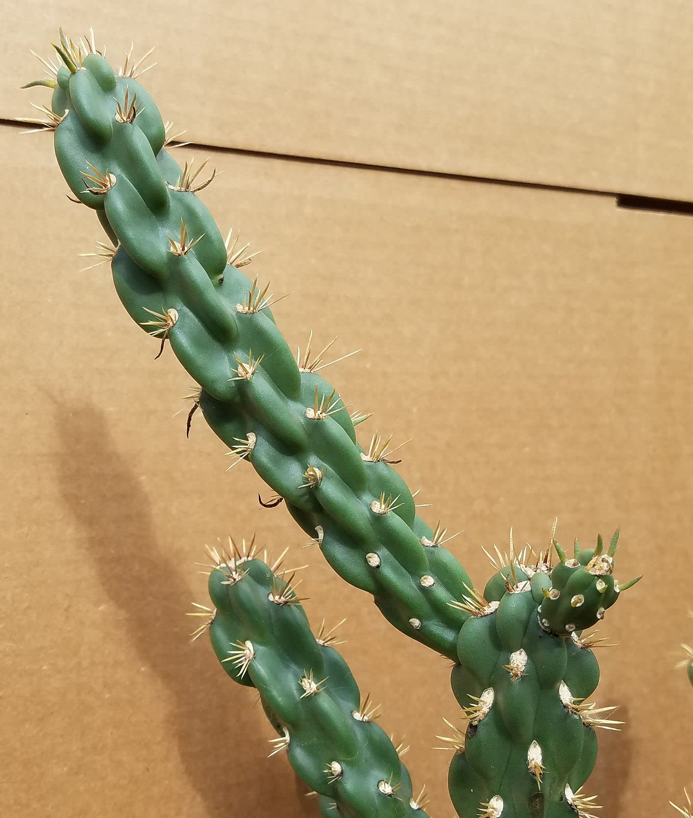 Unrooted Cuttings of Coral Cactus, Boxing Glove Cactus, Cylindropuntia fulgida VAR. mamillata , Cutting About 4" ~ 5" Long Each (2)