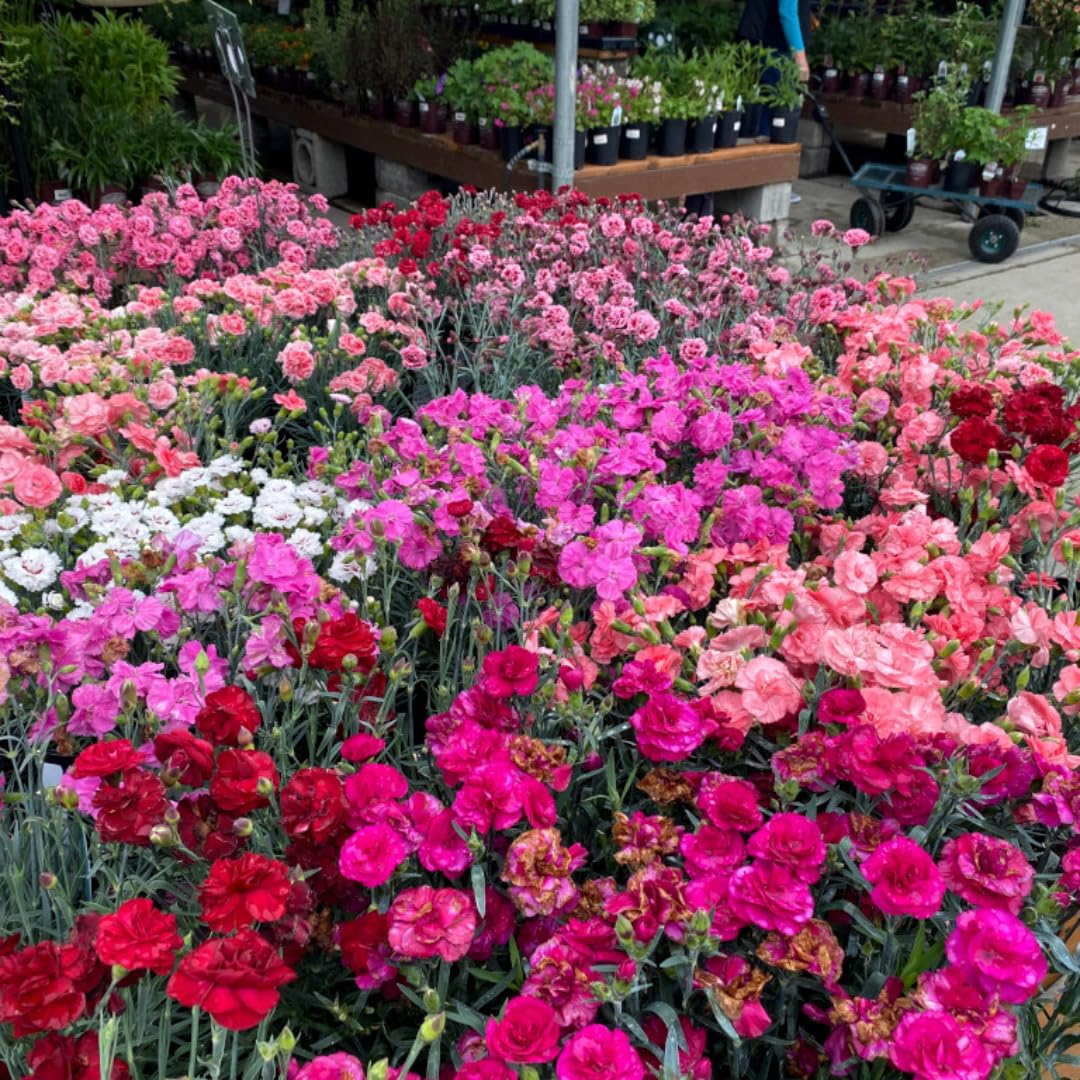 Random Color Dianthus Live Plant, Dianthus Carnation Perennial Plant Live, Very Fragrant Mixed Colors, Size 3-6 Inc in Pot