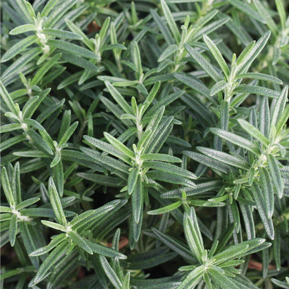 American Plant Exchange Rosemary Herb – Live 6-Inch Potted Edible Plant, Fragrant Evergreen Culinary Herb for Cooking, Indoor Windowsill, Patio Garden & Outdoor Container Landscaping