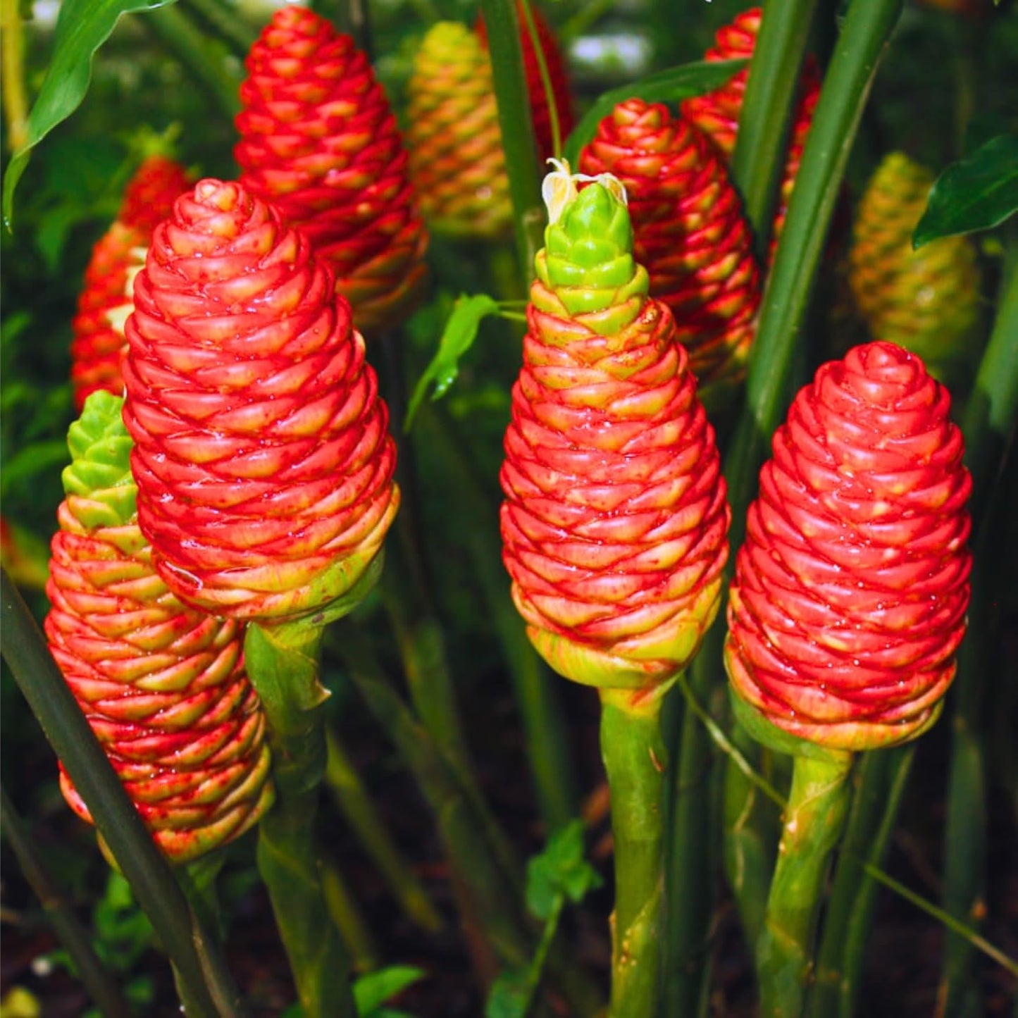 4 Awapuhi Shampoo Ginger Roots, Zingiber Zerumbet Fresh Ginger Rhizomes, Hawaiian Ginger Lily Flower Perennial Garden Simple to Grow