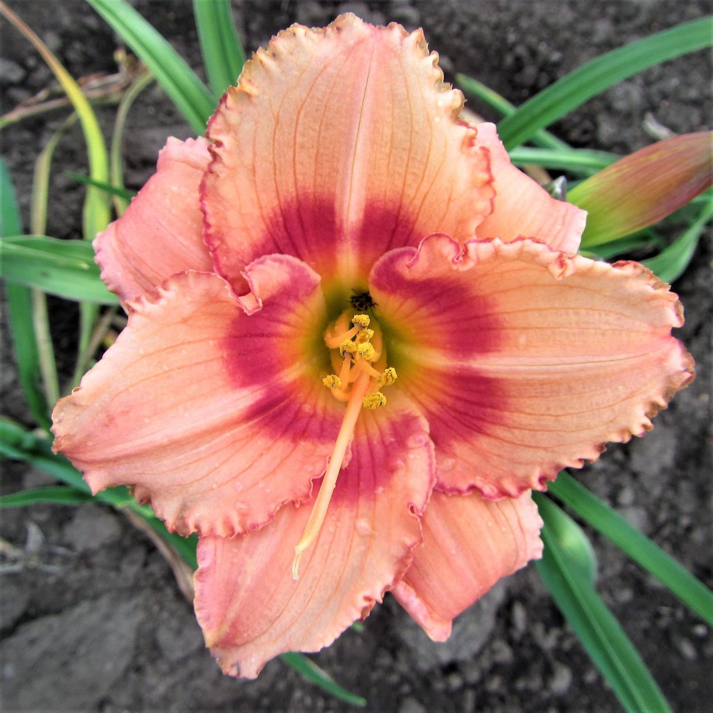 Easy to Grow Daylily 'Strawberry Candy' Plant Divisions (3 Pack) - Beautiful Pink Flowering Blooms in Spring to Summer Gardens