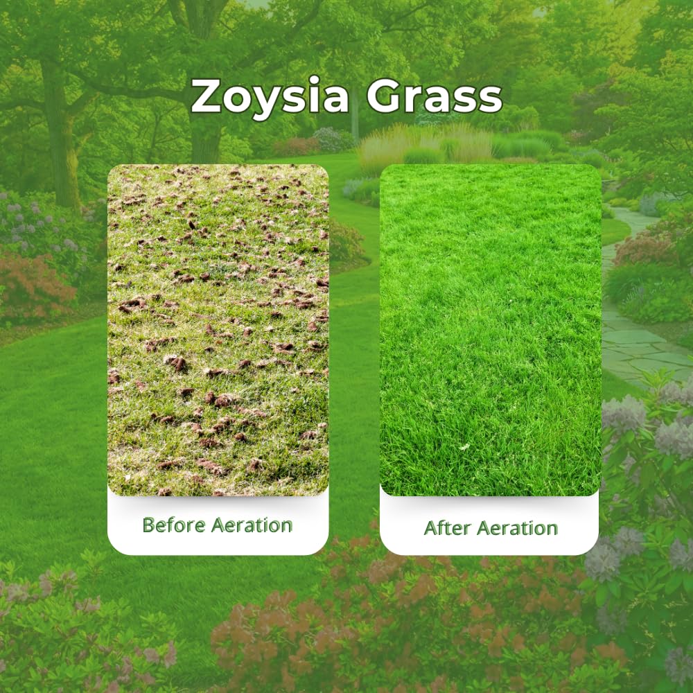 Set 20000 Zoysia Grass Seeds, Zoysia Grass Seed for Lawn, Soft Fine Ground Cover for Landscape, Yard and Walkway
