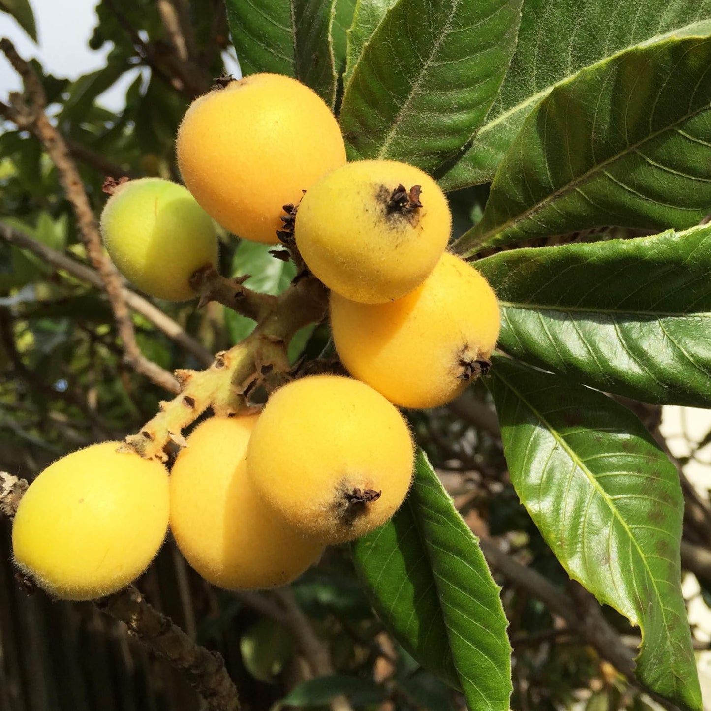 Loquat Tree, 5-9'' Tall Live Loquat Trees Live Plant in 4 Inch Pot, Cold Hardy, Perennial Fruit Plant Seedlings for Home Garden