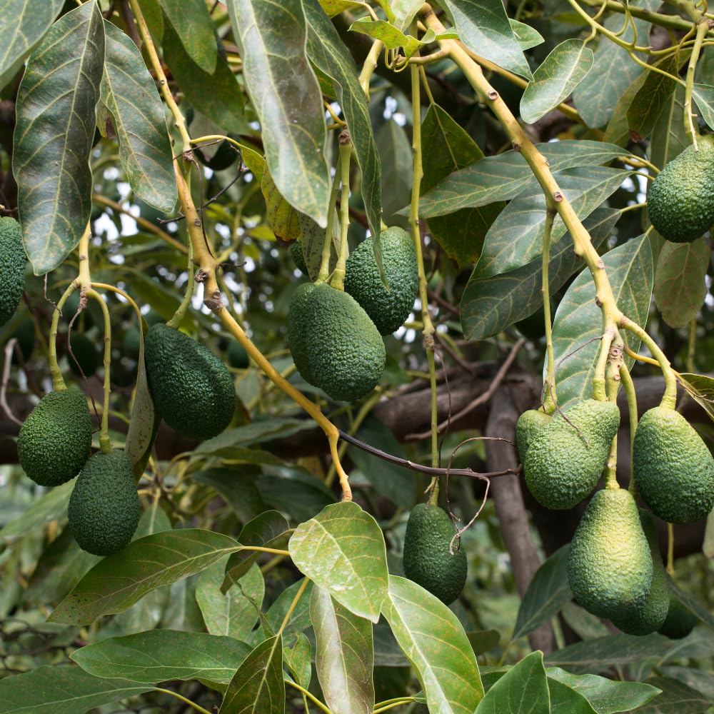HASS Avocado Trees Live Plants in 3 Gallon Pot, Cold Hardy Fruit Tree, 1-2 Feet Tall, Ready for Planting, No Ship to CA