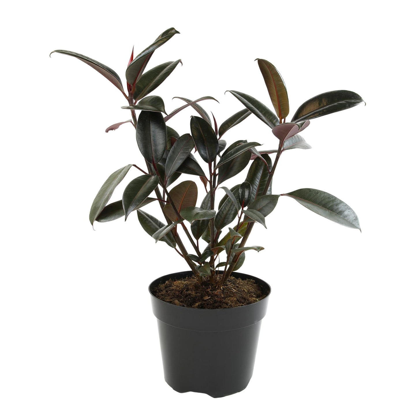 Live Ficus Burgundy, Ficus Tree, Rubber Tree Indoor Houseplant in 8 in. Grower Pot by Plants for Pets