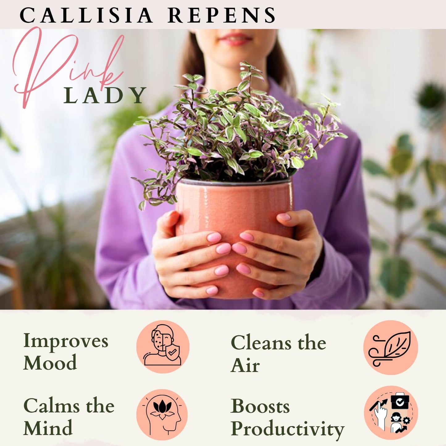 Live Succulents 3.5 Inch Pink Lady Callisia Repens with Hanging Basket - Turtle Vine Succulents Live - Fully Rooted Easy to Grow Houseplants for Home Office Wedding Decor & Gift (Heat Pack Included)