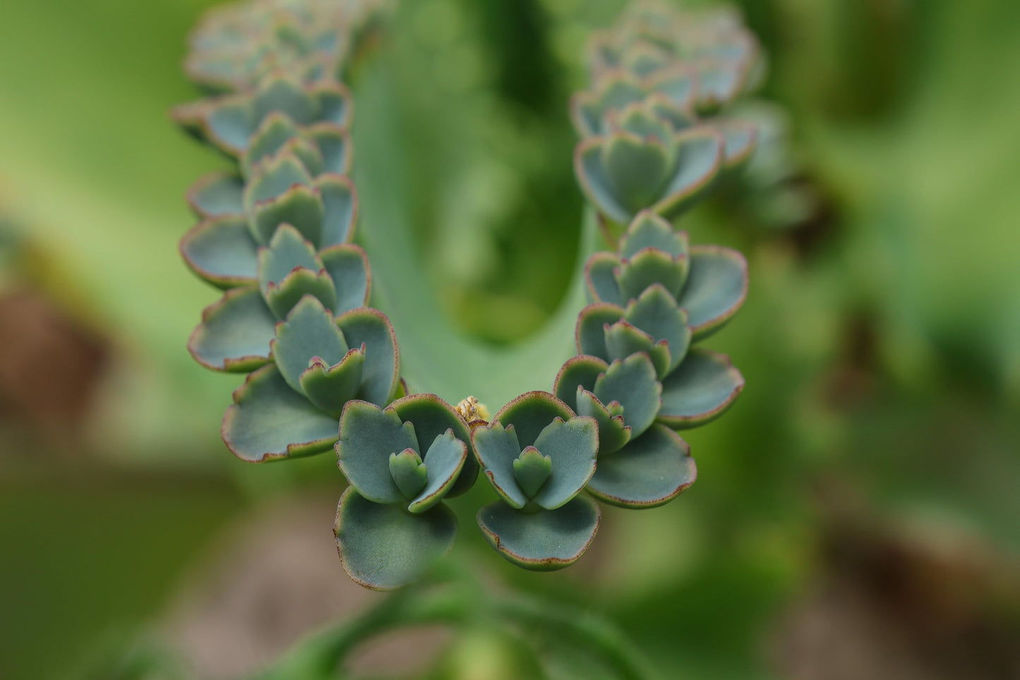 Organic Mother of Millions Plant (Kalanchoe laetvirens) Live Plant in 2.5 inch Pot | Amazing Succulent Easy-to-Grow by Smoke Camp Crafts