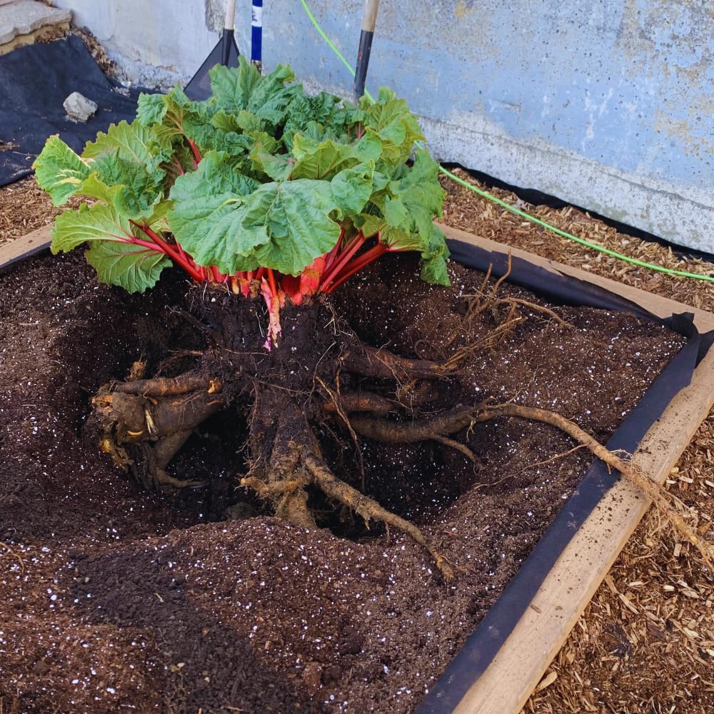 Pack 5 Rhubarb Plants Roots for Planting, Large Rhubarb Plants Live Root for Planting Outside, 4 to 6 Inc Tall, Perennial Vegetable Plant for Backyard Gardens, Large Roots