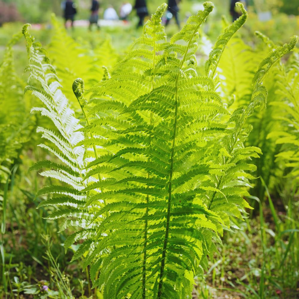5 Fern Rhizomes, Ostrich Fern Plants Live, Live Fern Plants, Fern Ground Cover Plants Live, Fern Live Plants, 5 Roots