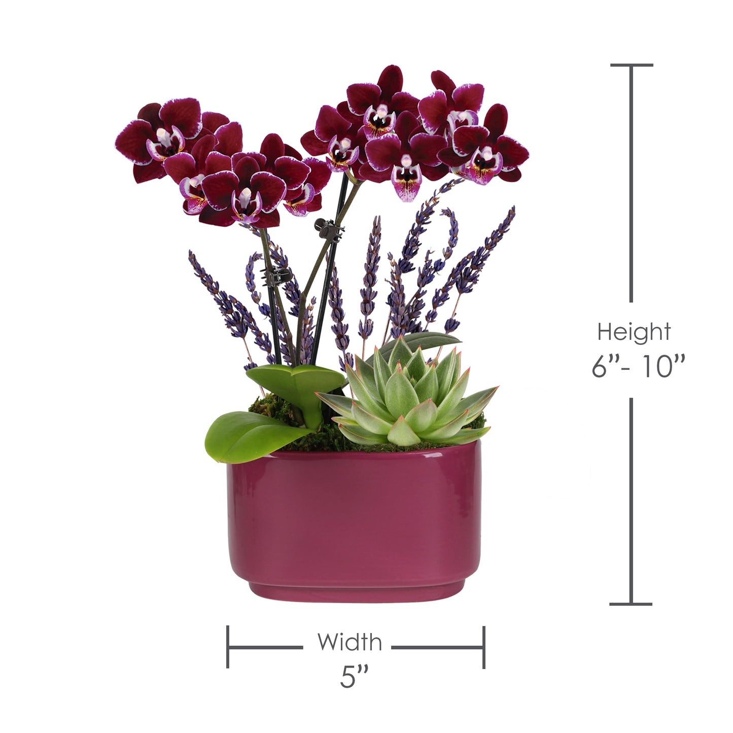 Wild Interiors Green Circle Growers Mini Dark Purple Orchid & Succulent Arrangement in Purple Ceramic Jan Pot with Moss, Mom Wood Pick & Lavender Accent – Live Indoor Gift Plant, 4 Inch