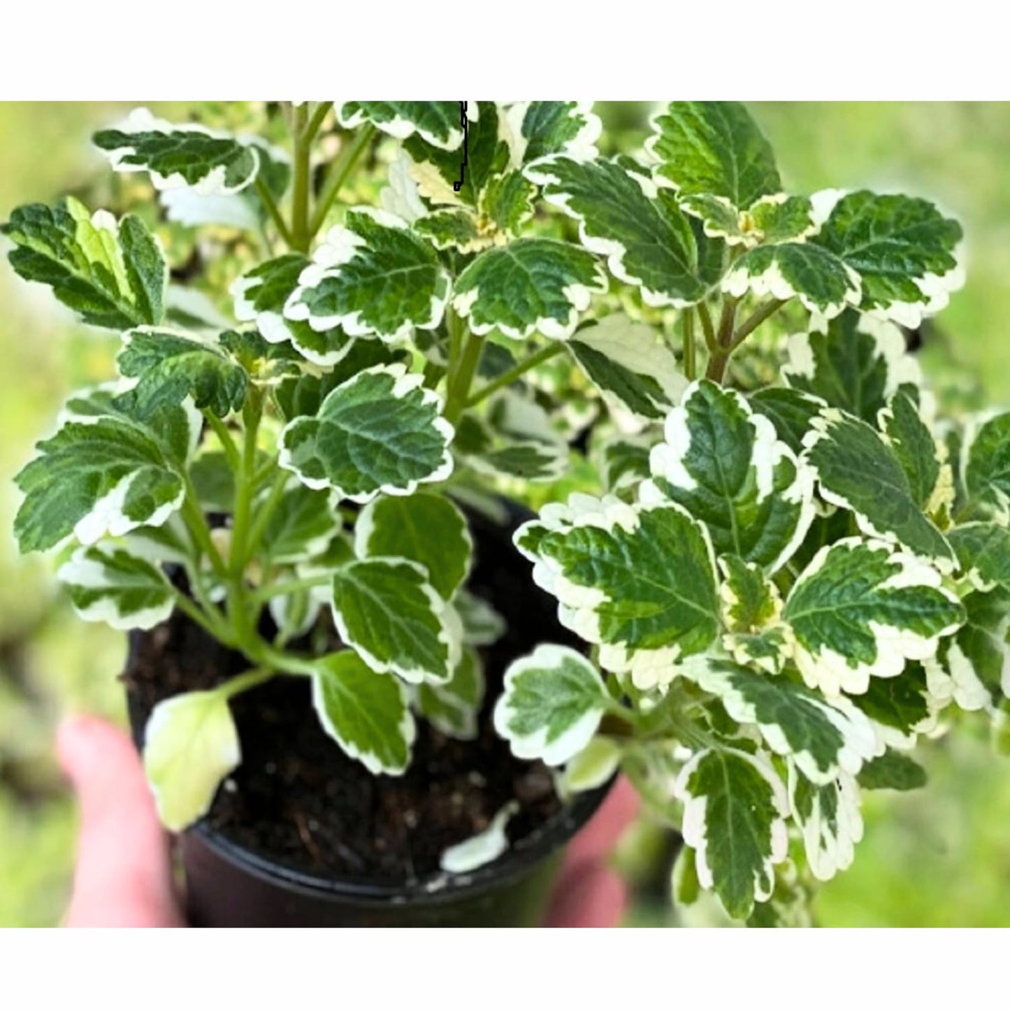 1 Variegated Swedish Ivy Plant Live for Planting - Swedish Ivy Mint Seedlings 4-9 Inch Height, in 3" Pot