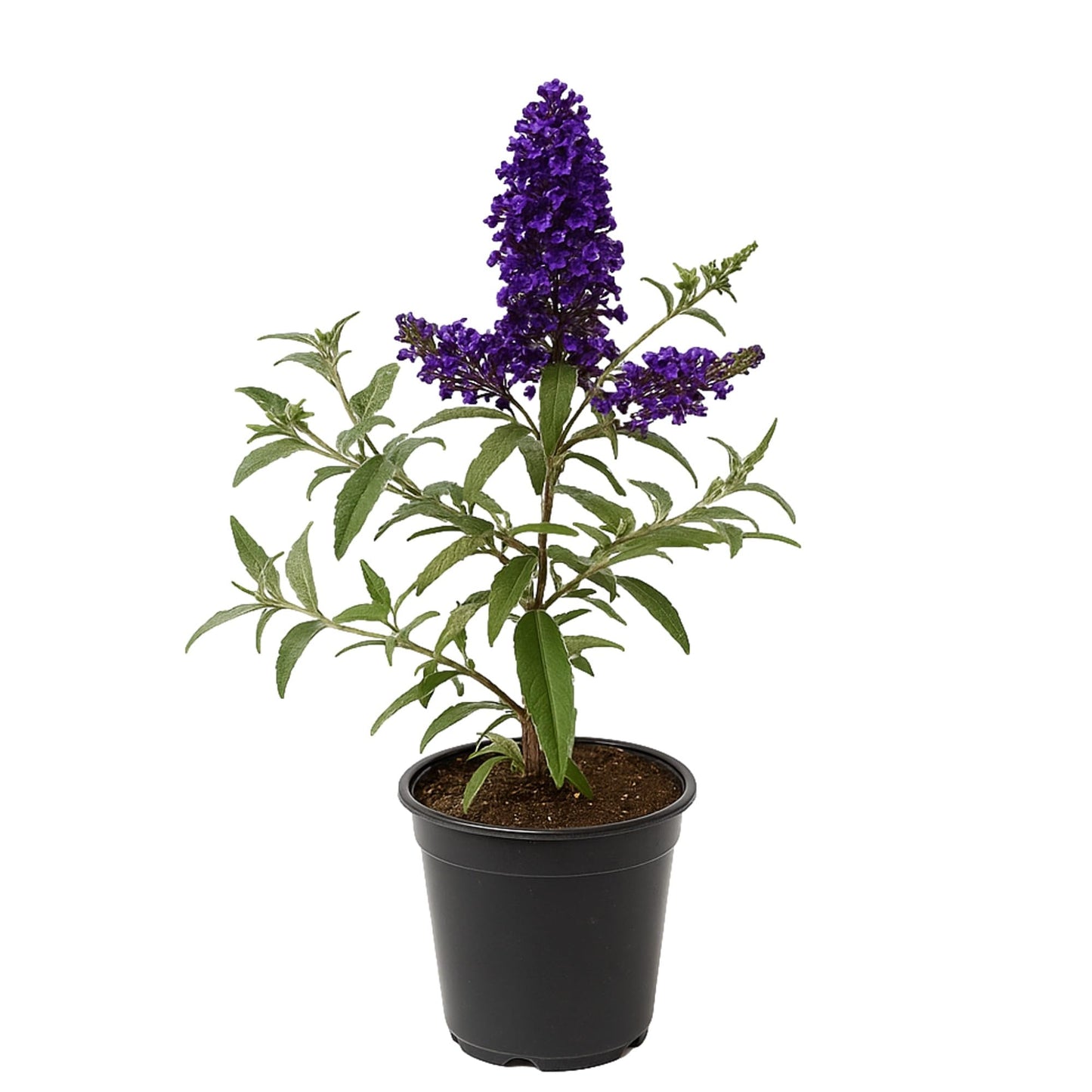Easy to Grow Buddleia Butterfly Bush Buzz Midnight 1 Plant - Potted Perennial Flower in a Quart Pot, Summer Fragrant Dark Purple Blooms in Sun