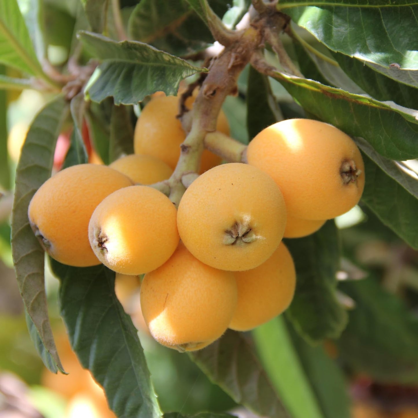 Loquat Fruit Tree Plant Live, Well-Rooted Plant for Garden, 10-14 Inches Tall, Half Gallon Pot